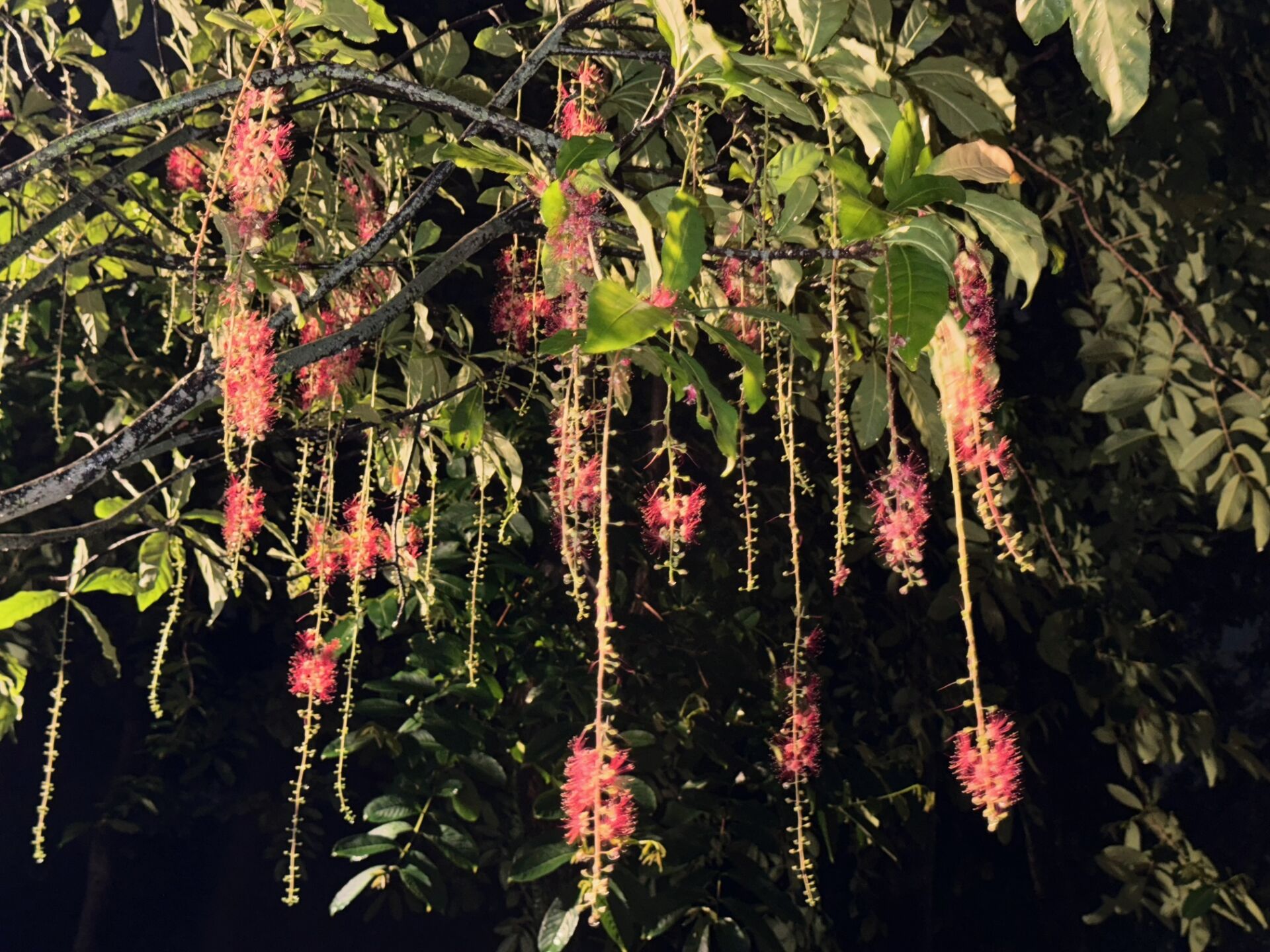 https://www.fa.gov.hk/紅花玉蕊