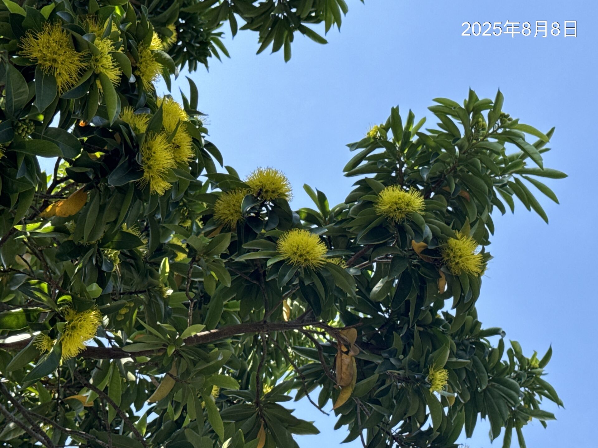 https://www.fa.gov.hk/Xanthostemon chrysanthus(金蒲桃)