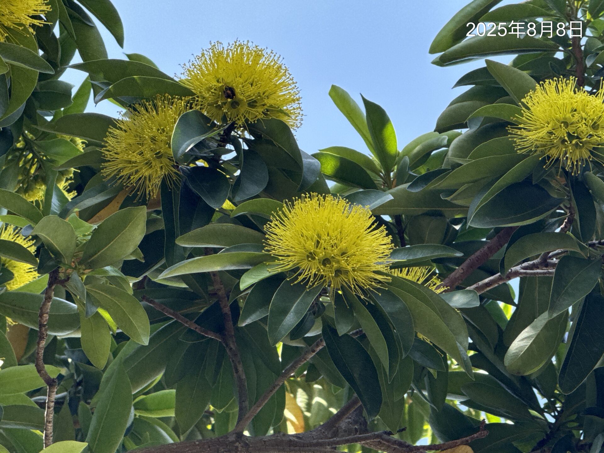 https://www.fa.gov.hk/Xanthostemon chrysanthus(金蒲桃)