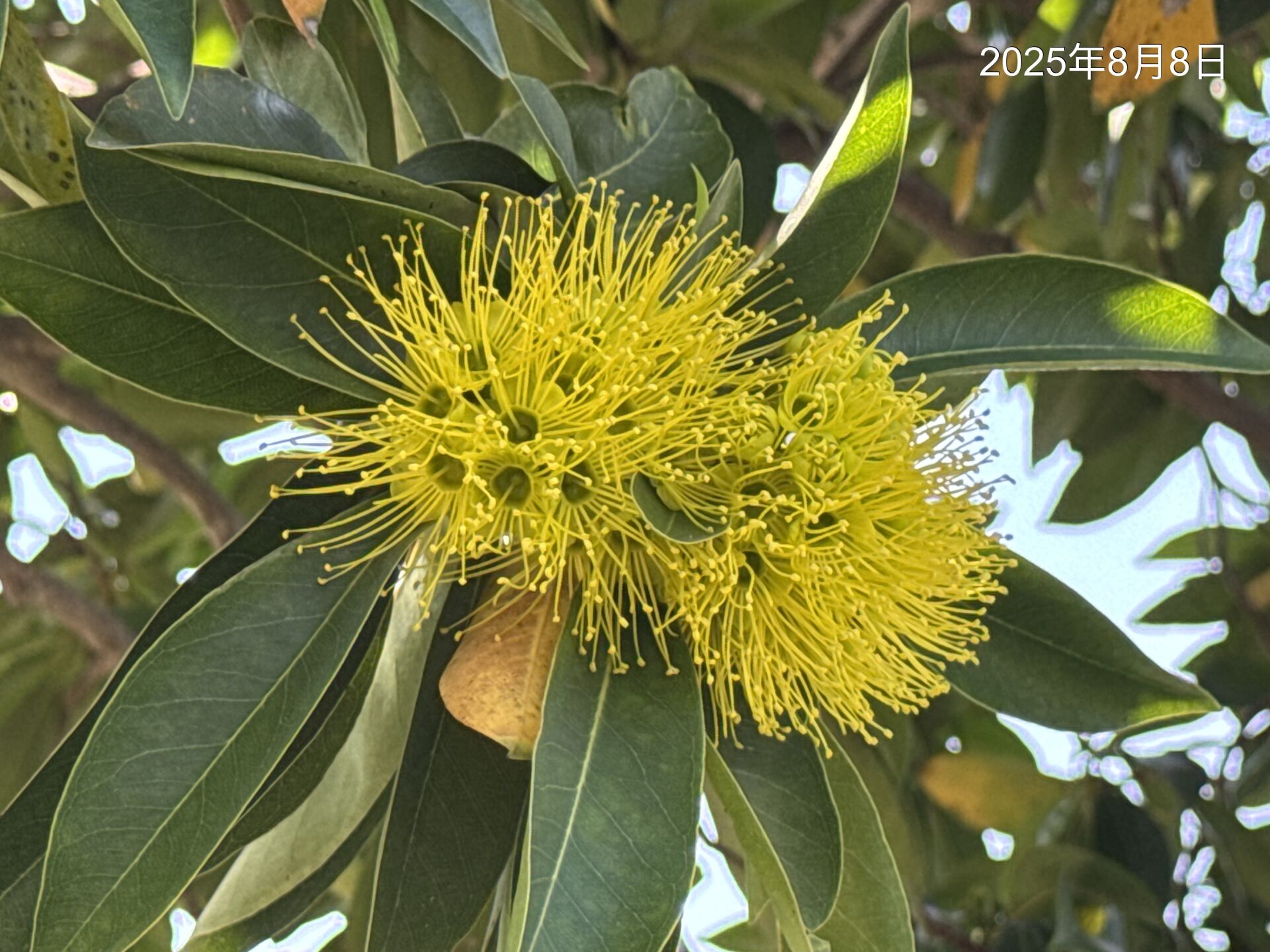 https://www.fa.gov.hk/Xanthostemon chrysanthus(金蒲桃)