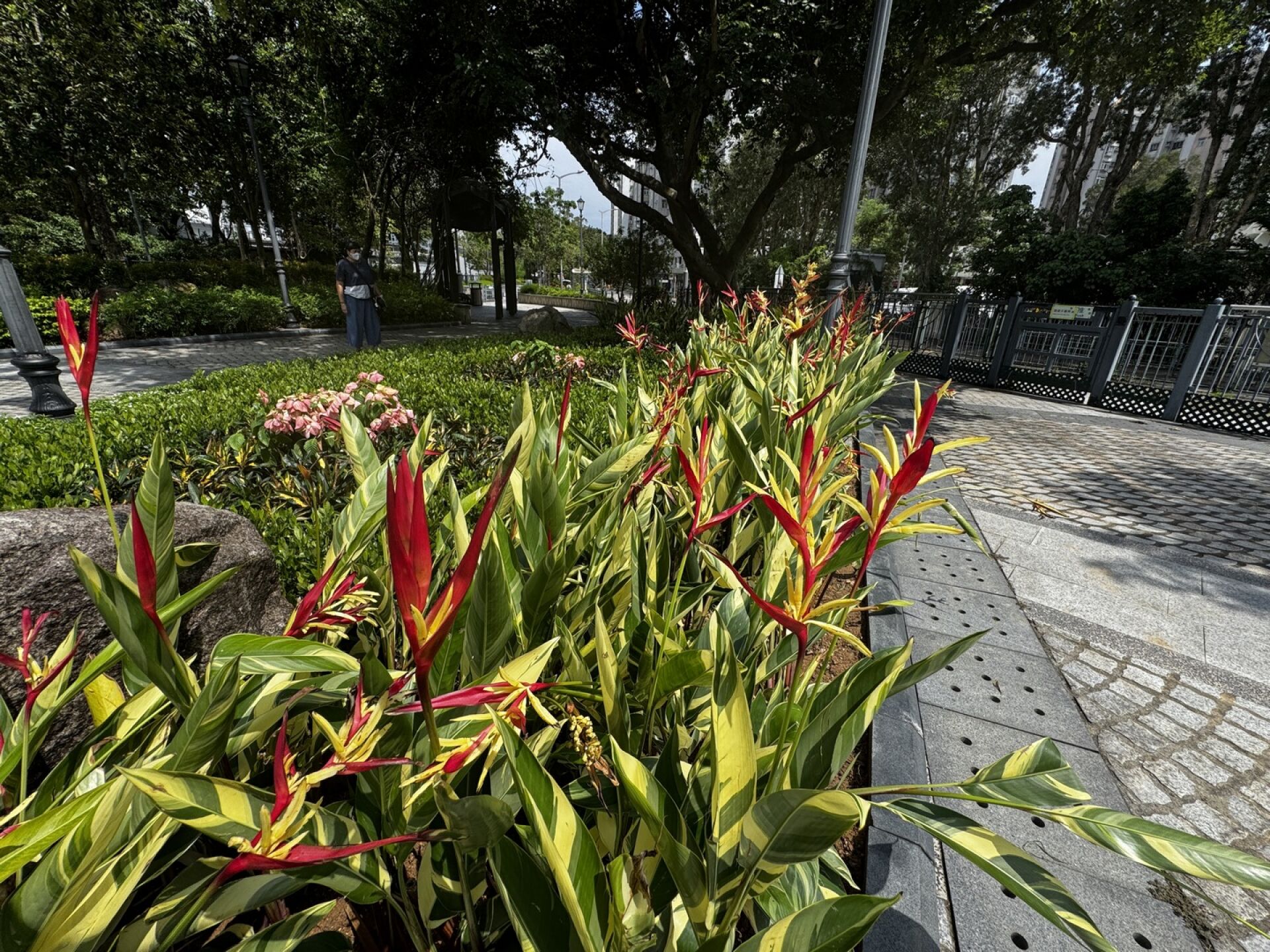 https://www.fa.gov.hk/花葉鳥蕉