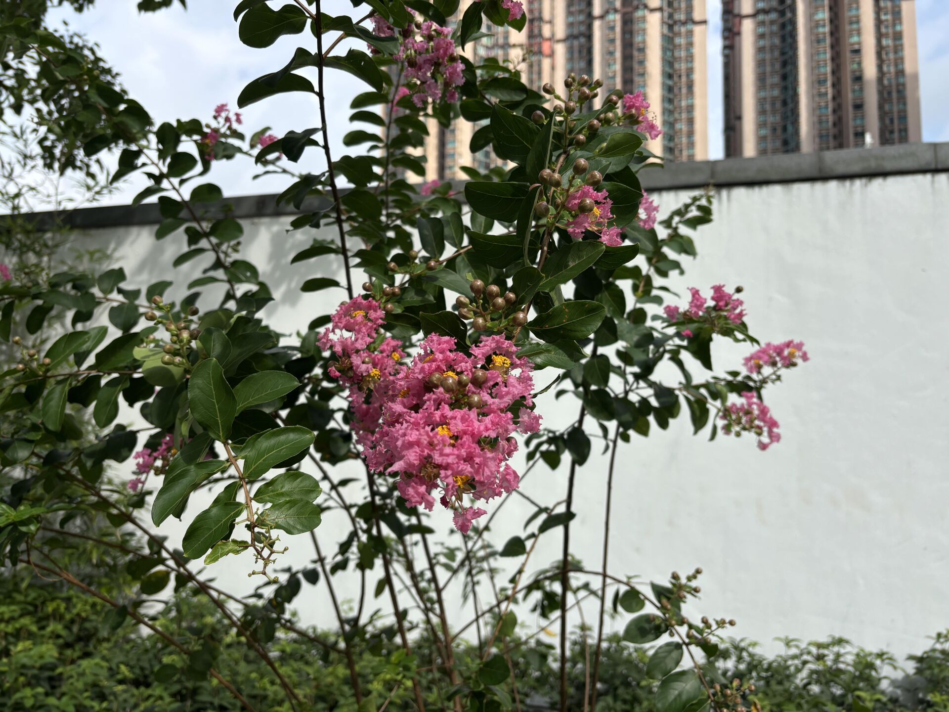 https://www.fa.gov.hk/紫薇