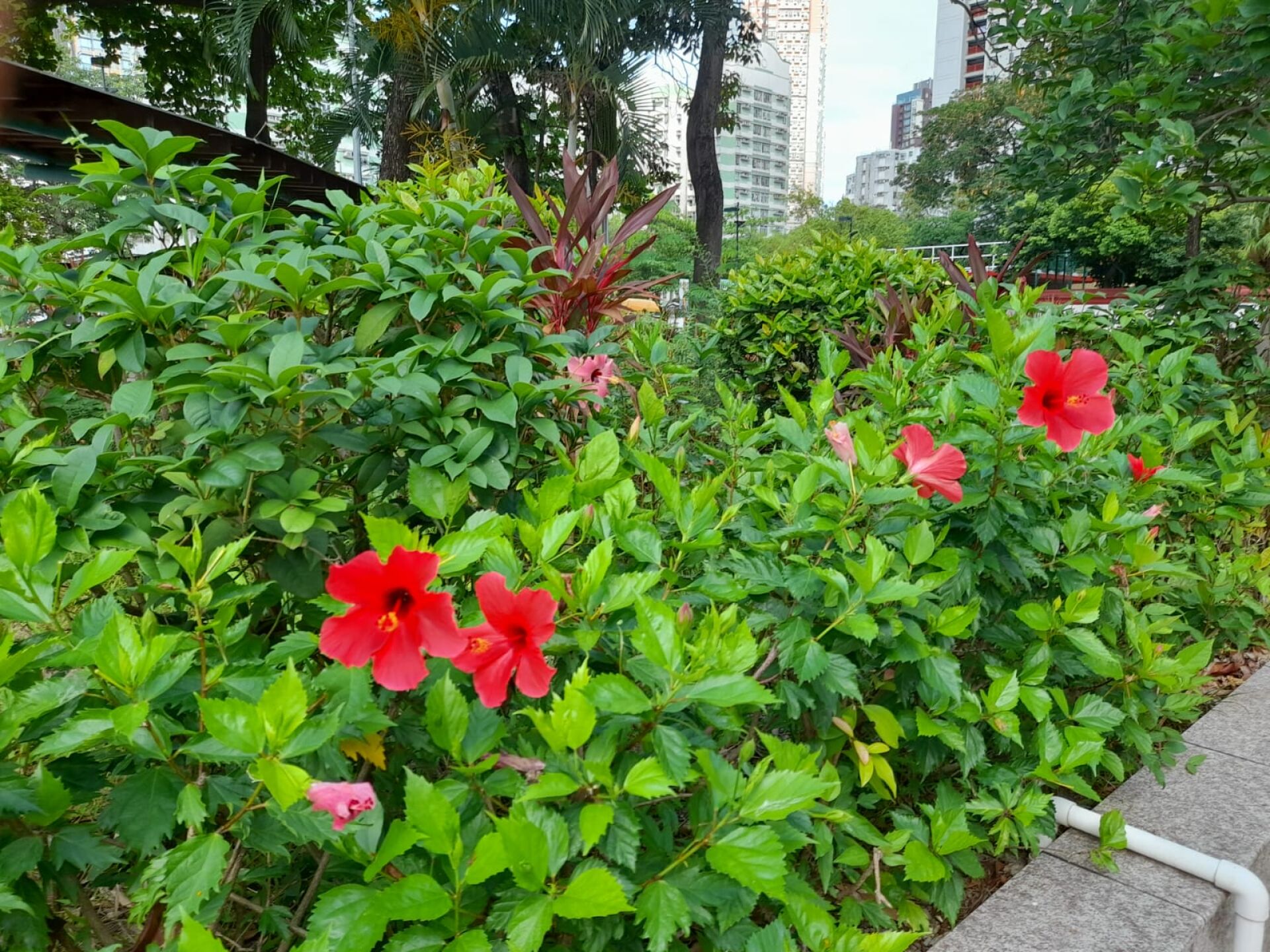 https://www.fa.gov.hk/朱槿(扶桑、大紅花)
