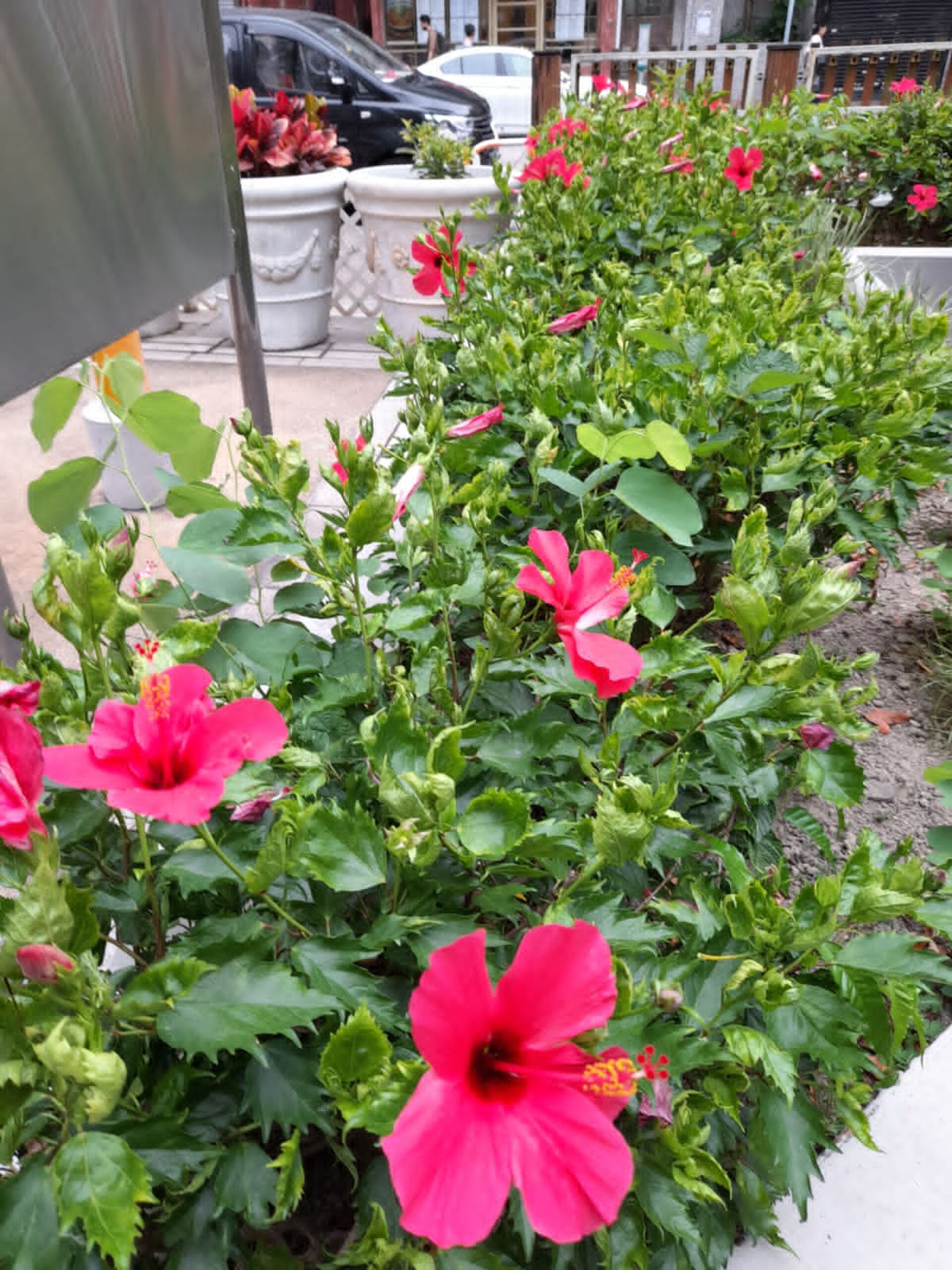 https://www.fa.gov.hk/朱槿(扶桑、大紅花)
