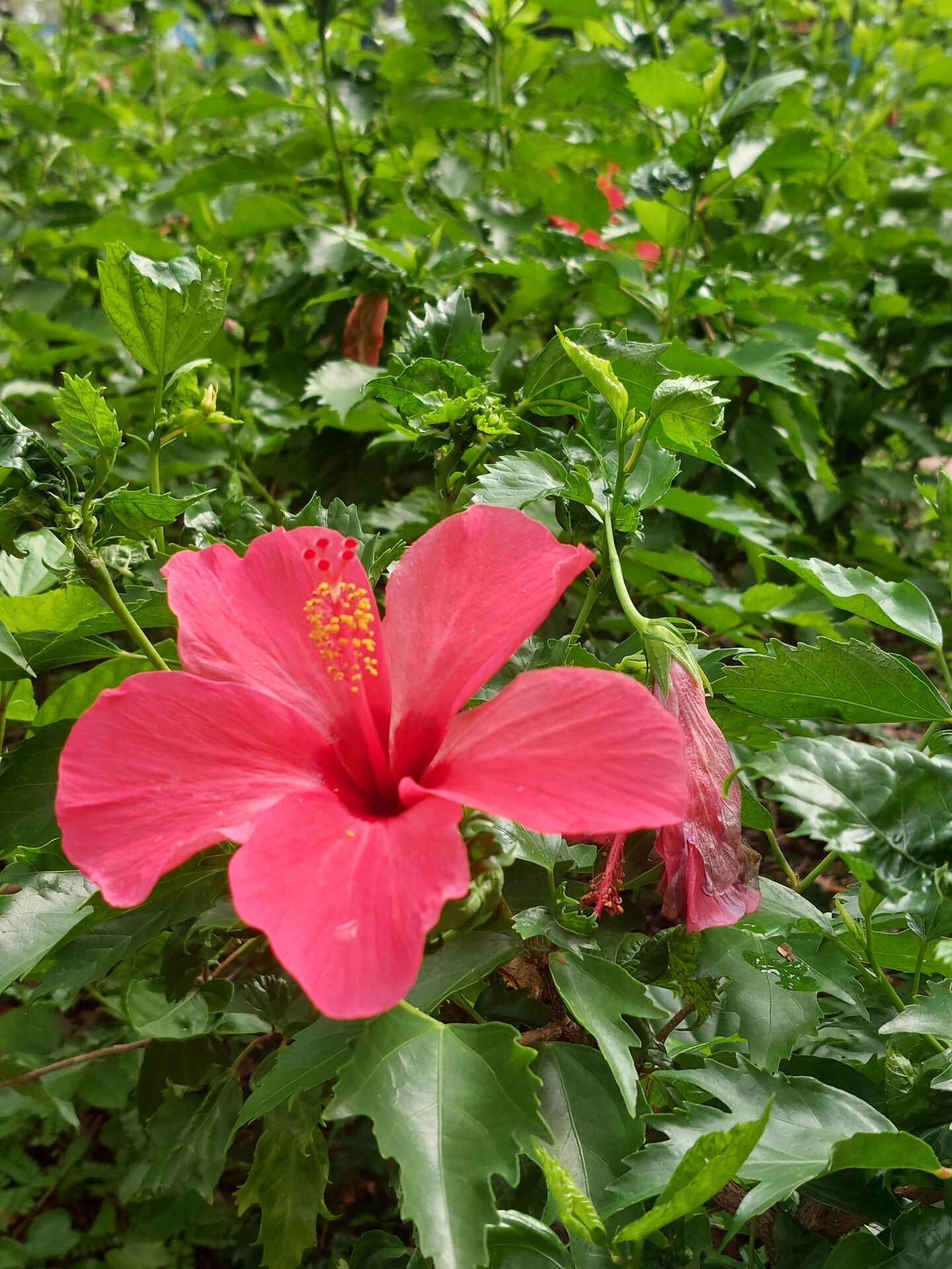https://www.fa.gov.hk/朱槿(扶桑、大紅花)