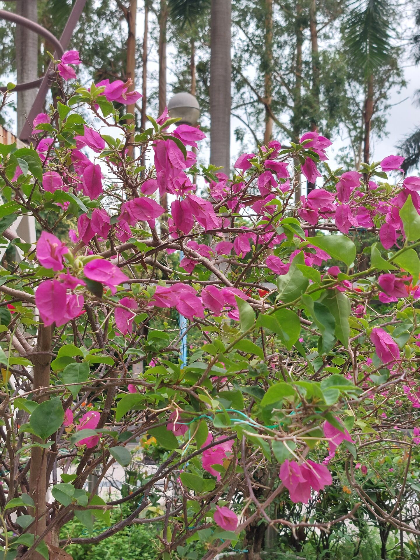 https://www.fa.gov.hk/葉子花(簕杜鵑)