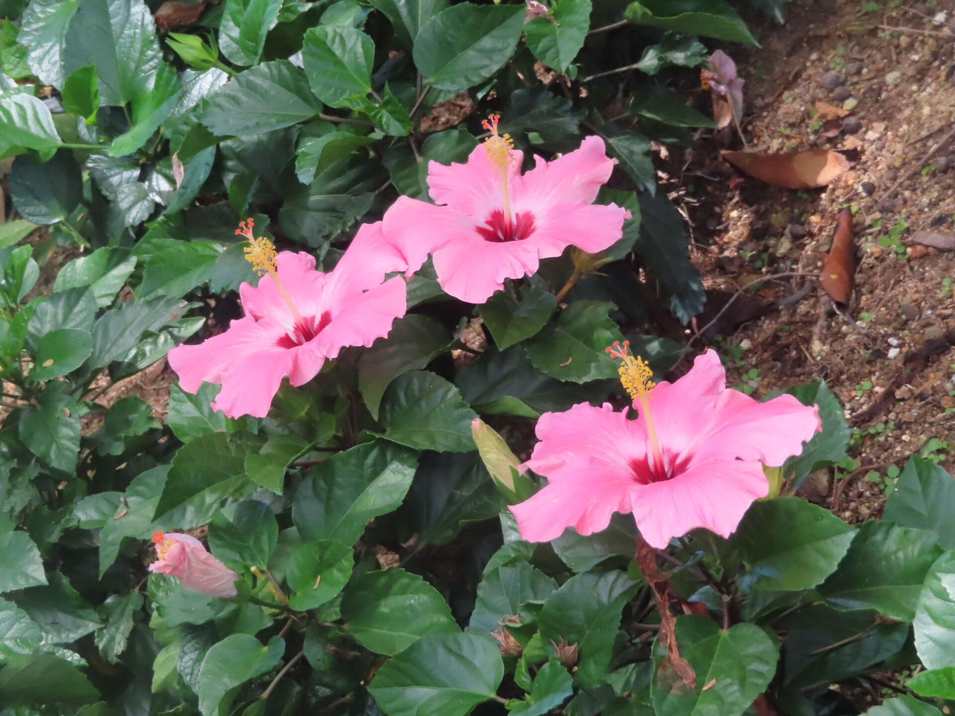https://www.fa.gov.hk/朱槿(扶桑、大紅花)