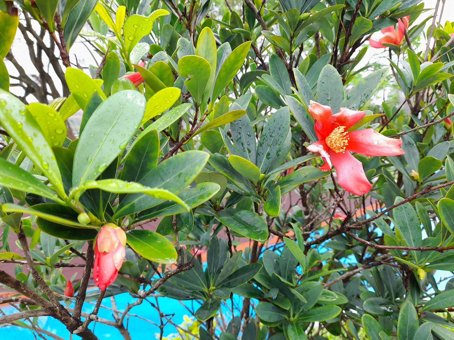 https://www.fa.gov.hk/杜鵑紅山茶