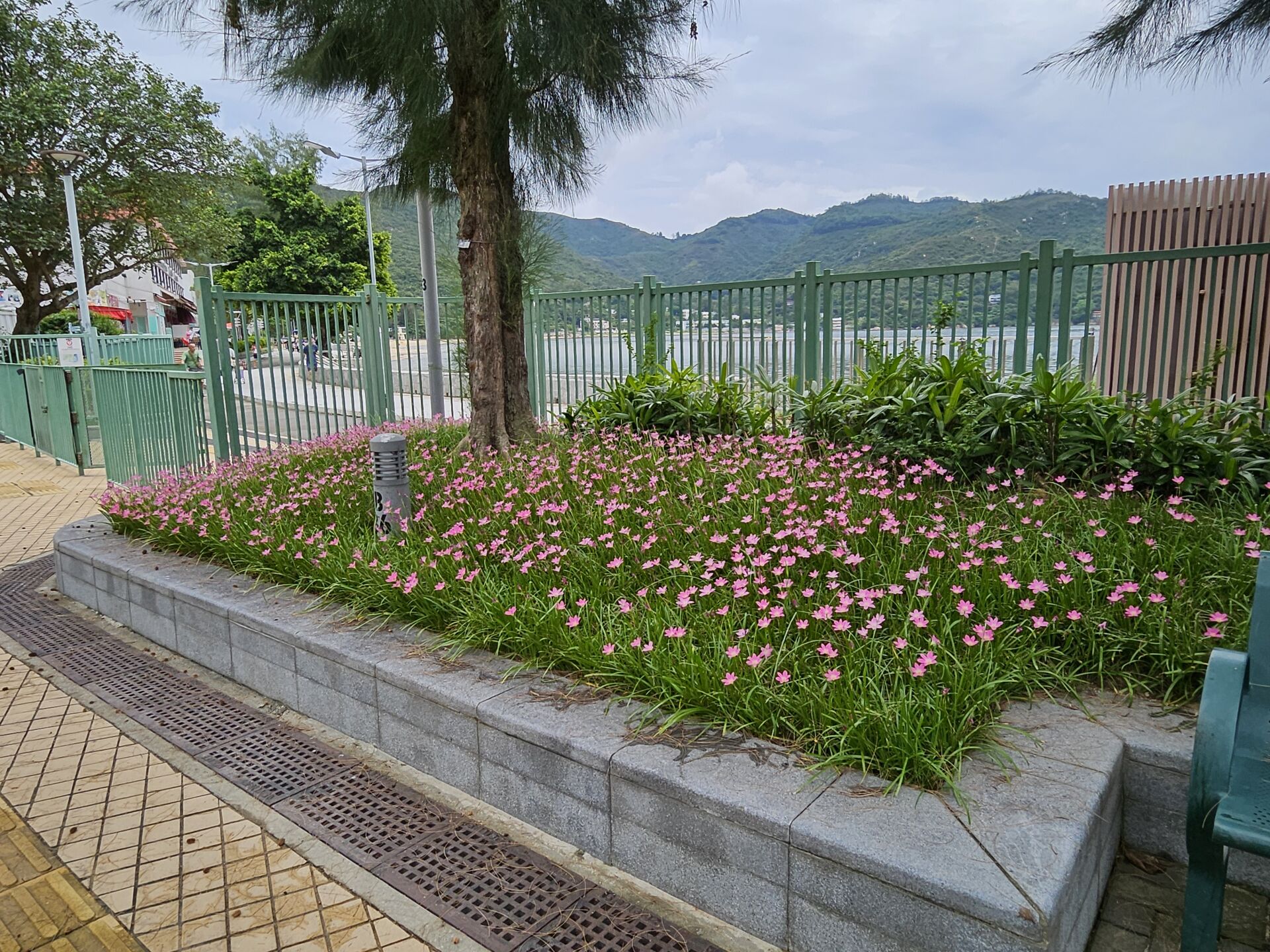 https://www.fa.gov.hk/風雨蘭