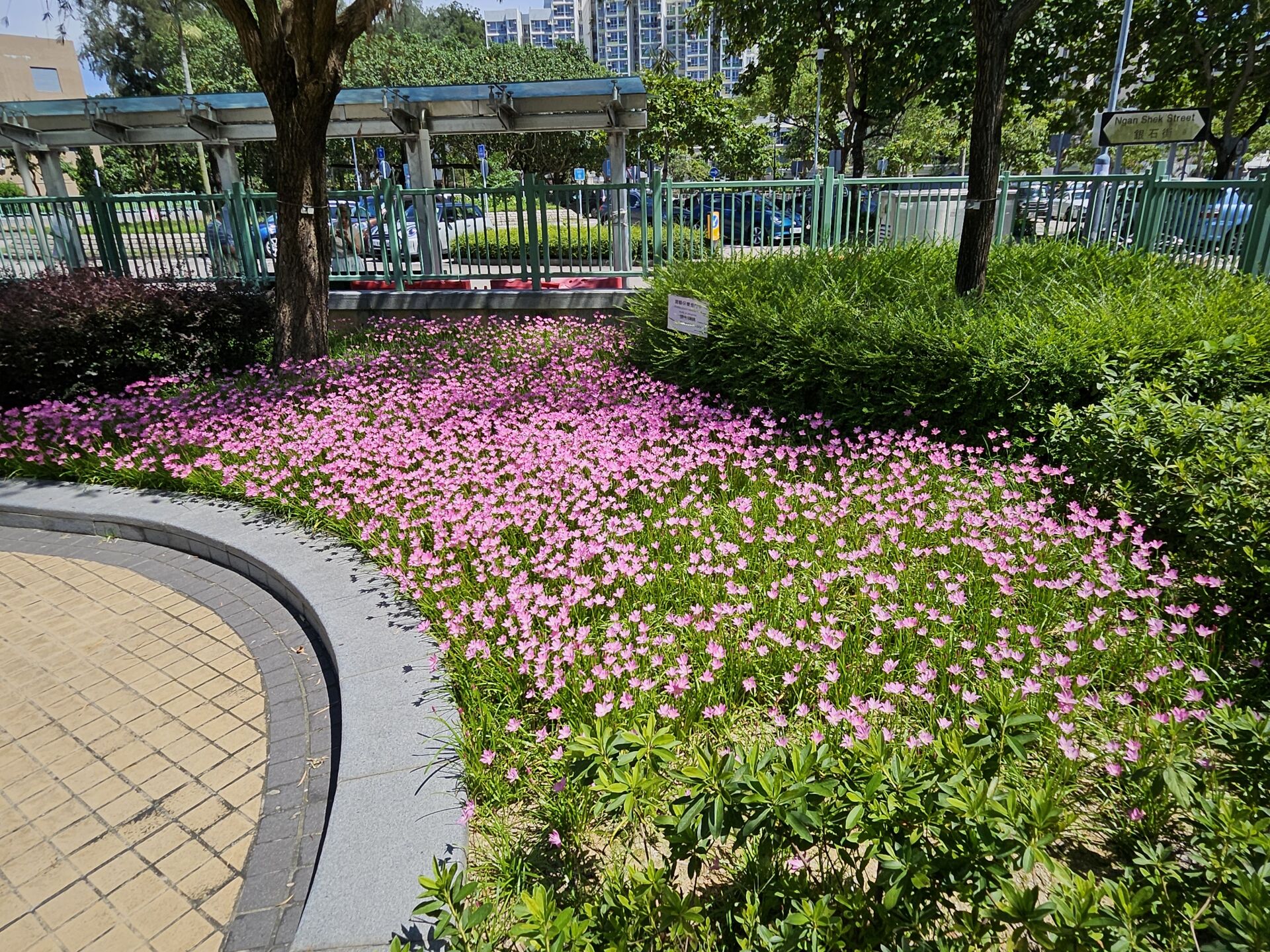 https://www.fa.gov.hk/風雨蘭