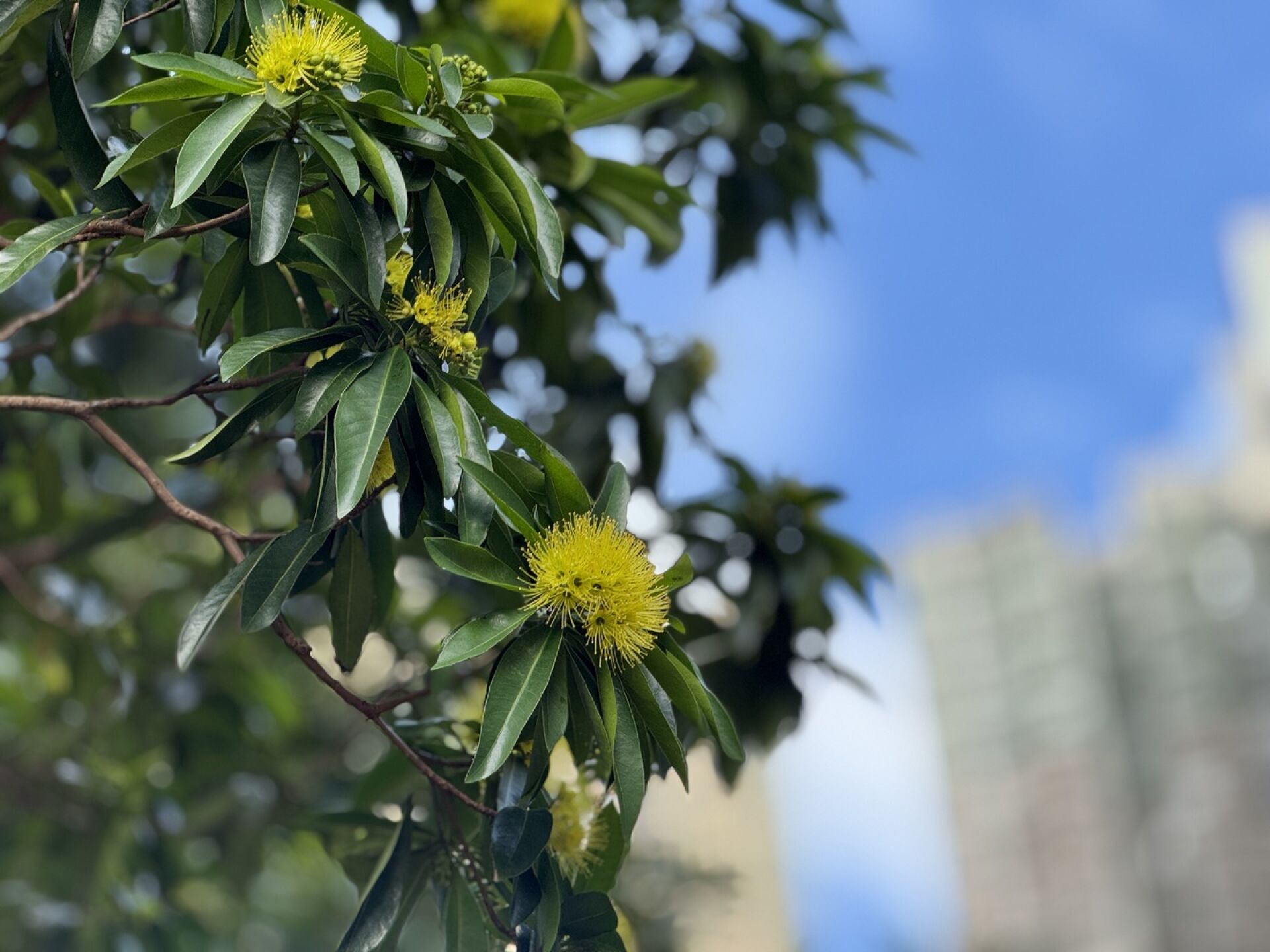 https://www.fa.gov.hk/金蒲桃
