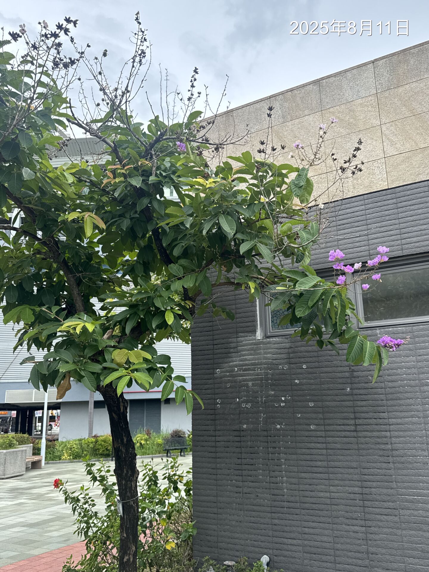 https://www.fa.gov.hk/Lagerstroemia speciosa 大花紫薇(洋紫薇)