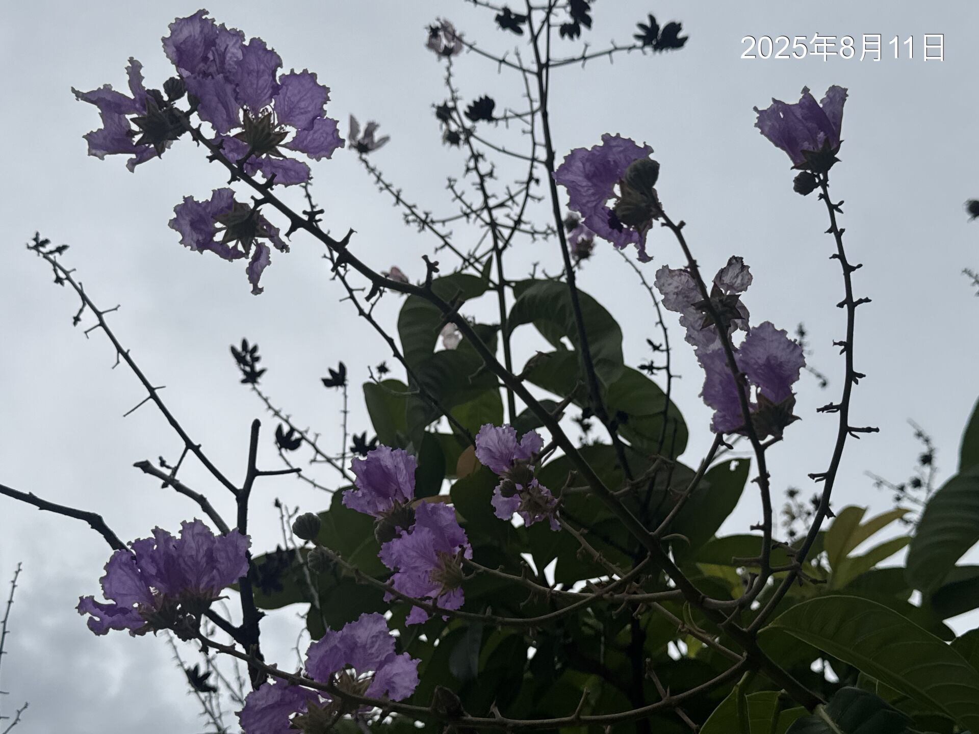 https://www.fa.gov.hk/Lagerstroemia speciosa 大花紫薇(洋紫薇)