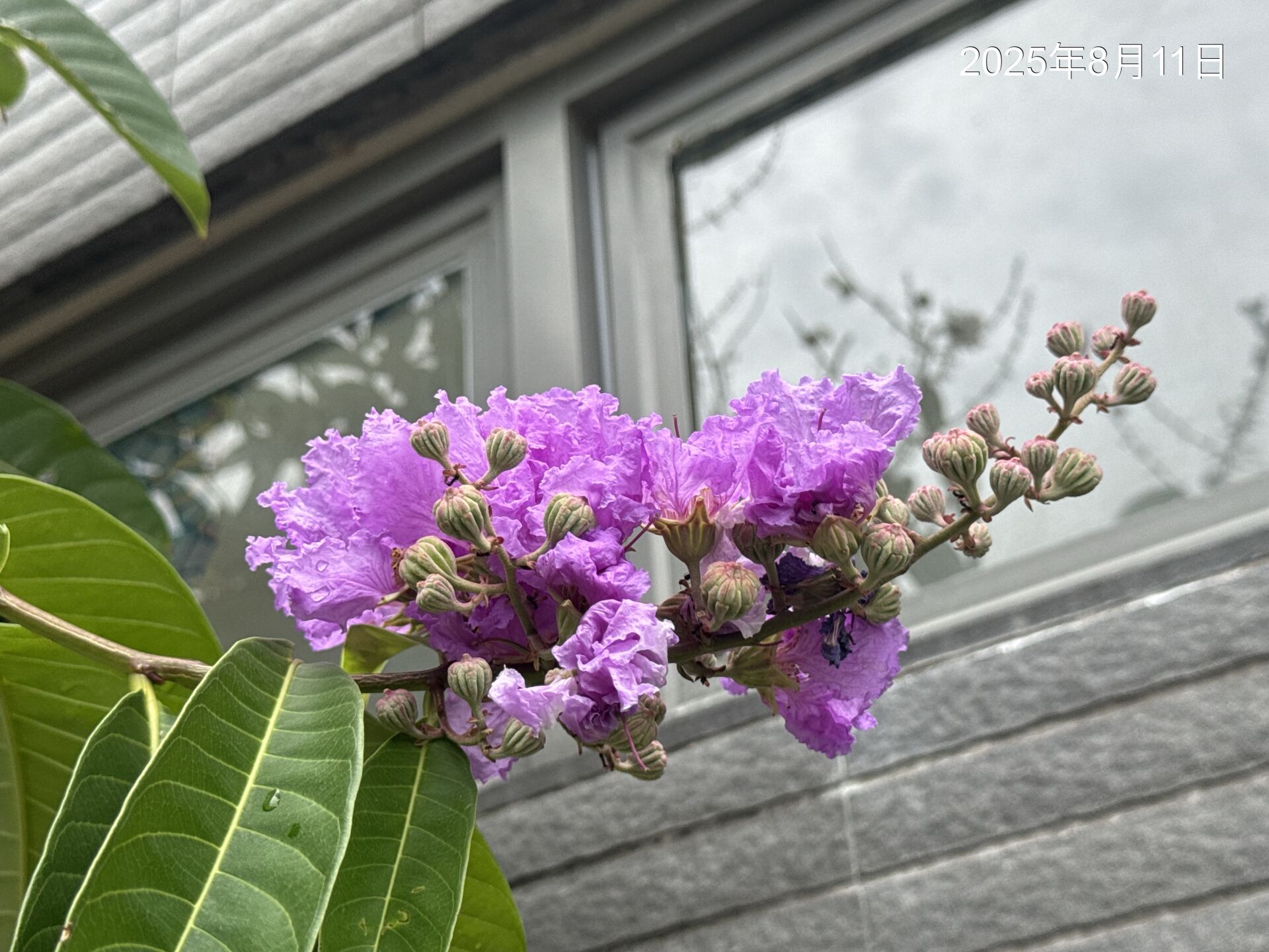 https://www.fa.gov.hk/Lagerstroemia speciosa 大花紫薇(洋紫薇)