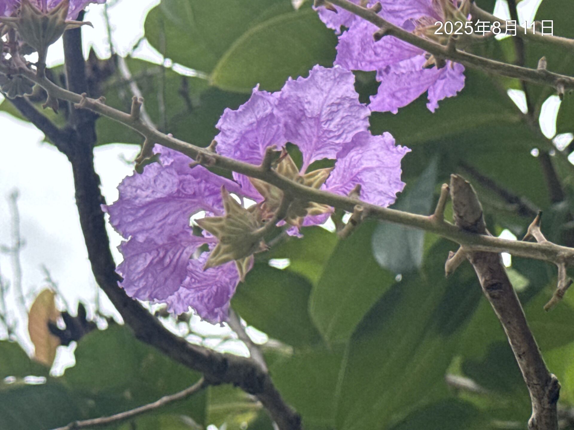 https://www.fa.gov.hk/Lagerstroemia speciosa 大花紫薇(洋紫薇)