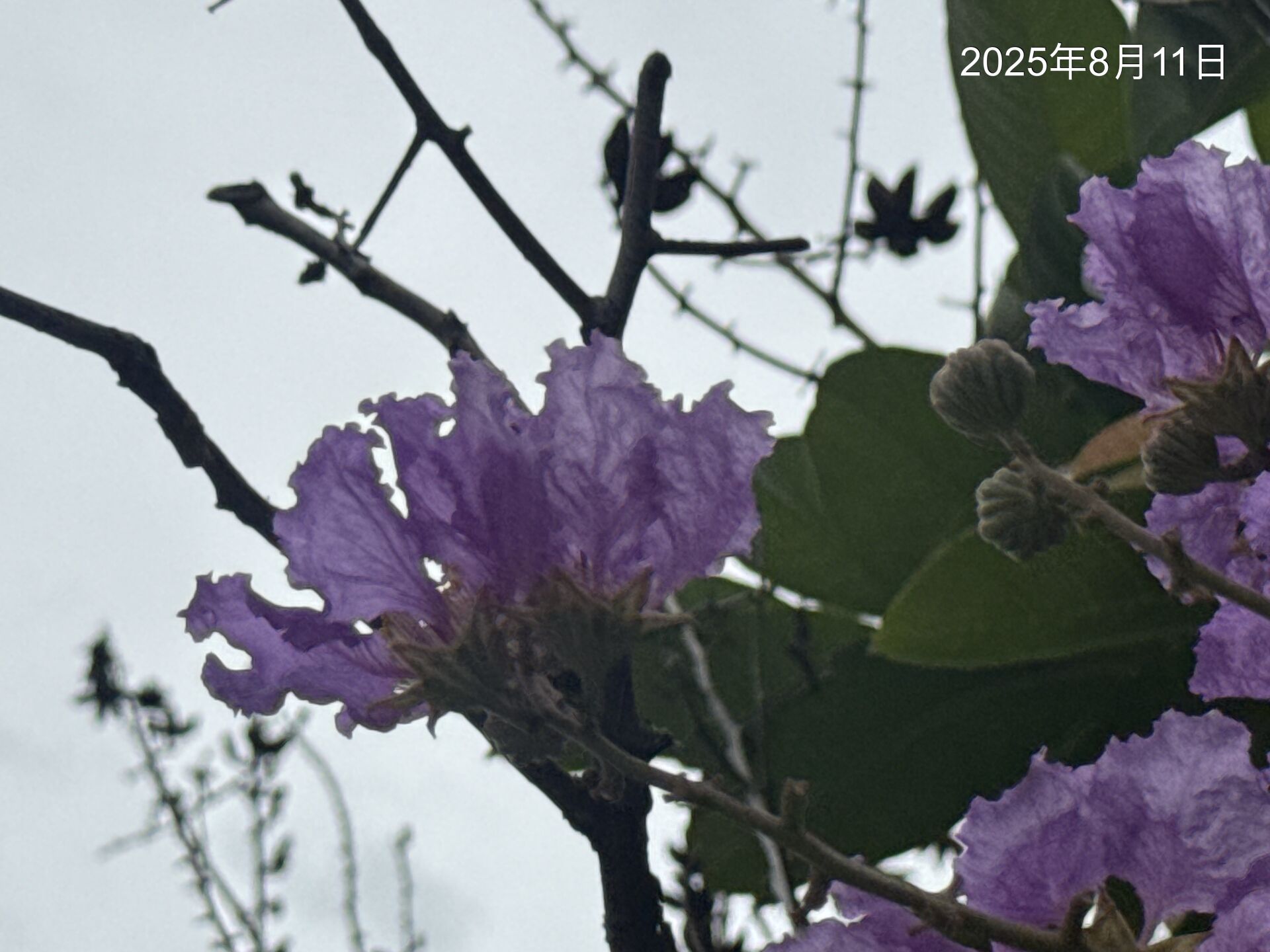 https://www.fa.gov.hk/Lagerstroemia speciosa 大花紫薇(洋紫薇)