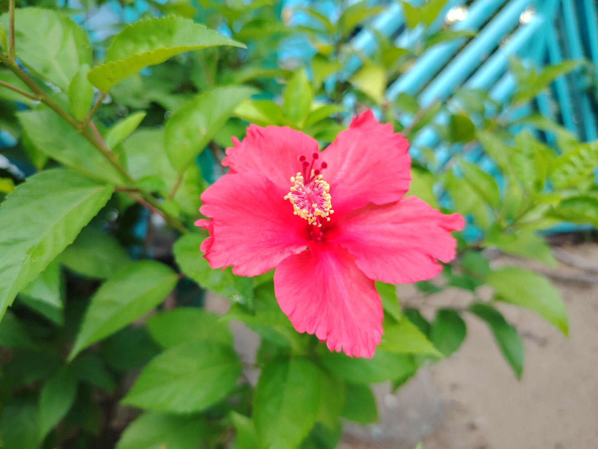 https://www.fa.gov.hk/朱槿(扶桑、大紅花)