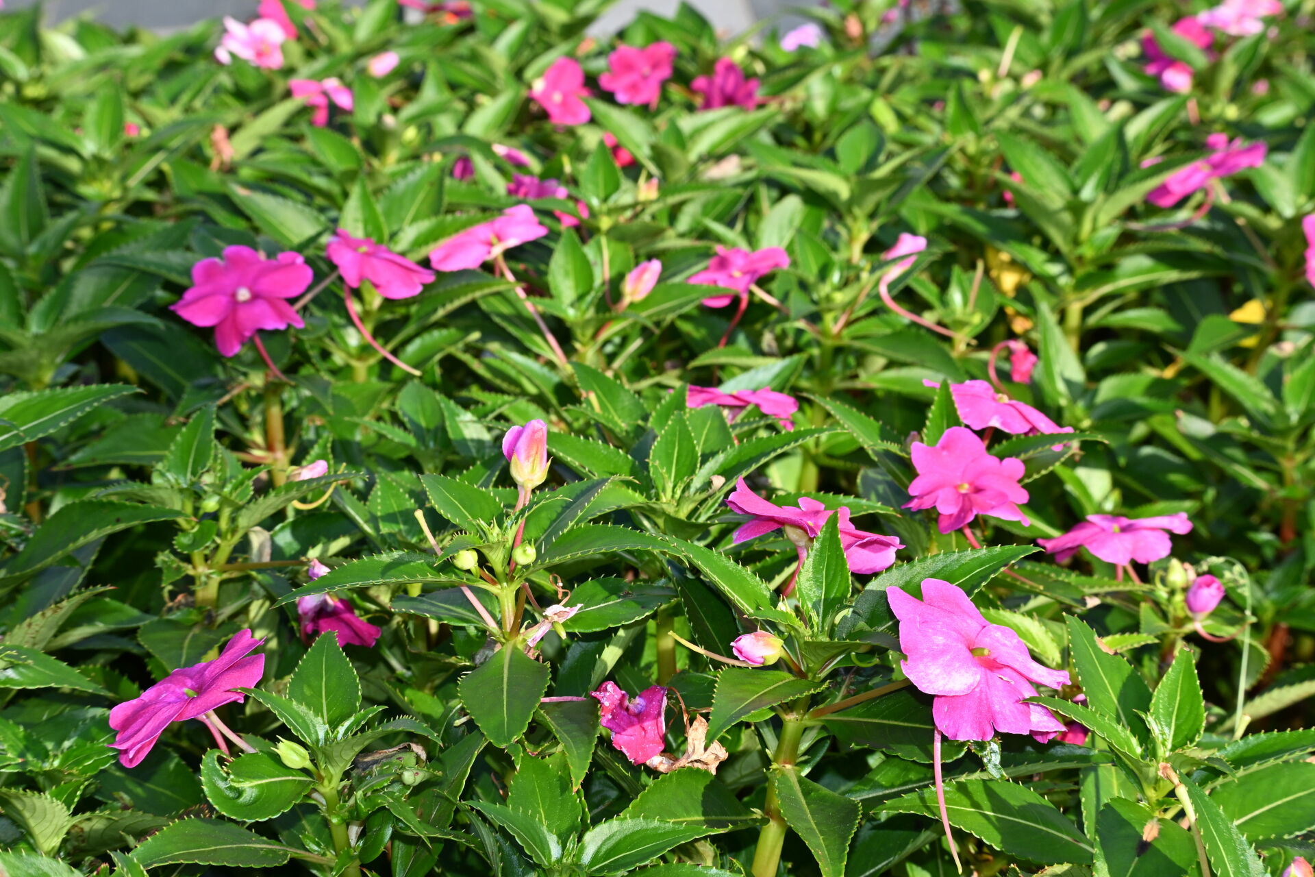 https://www.fa.gov.hk/非洲鳳仙花