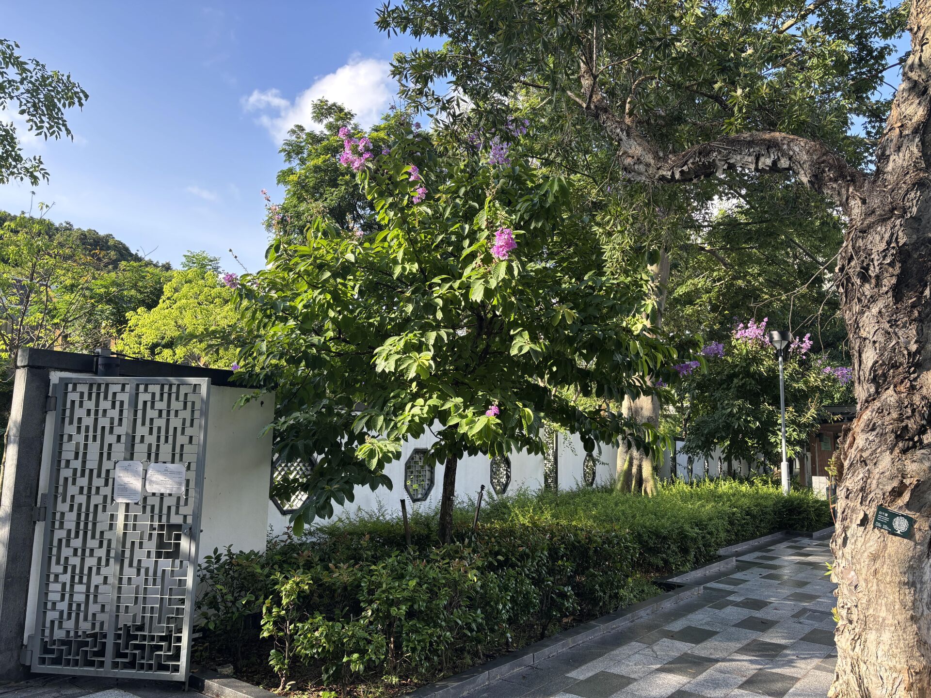 https://www.fa.gov.hk/大花紫薇(洋紫薇)