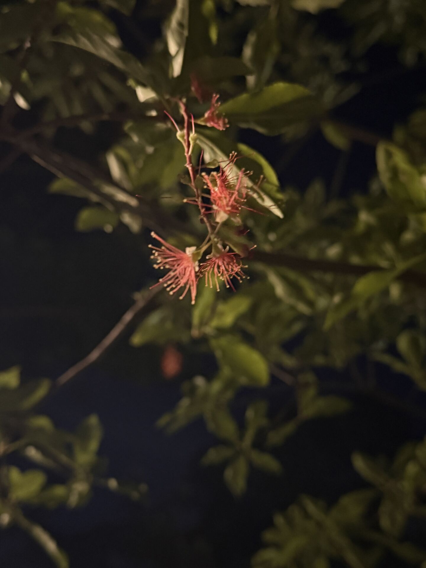 https://www.fa.gov.hk/紅花玉蕊