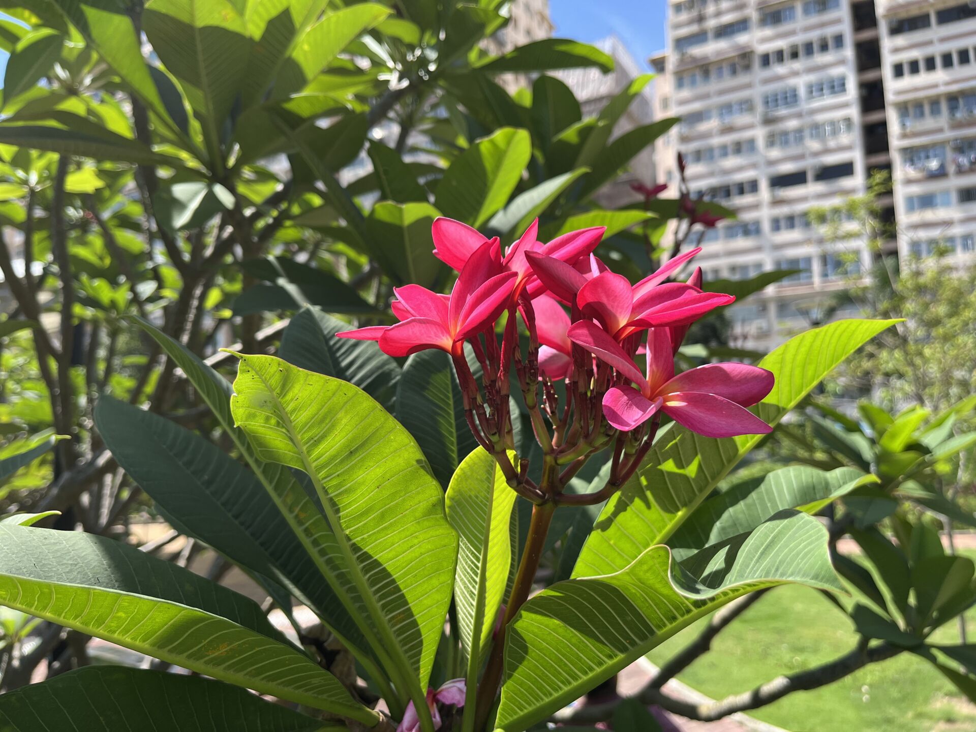 https://www.fa.gov.hk/紅雞蛋花