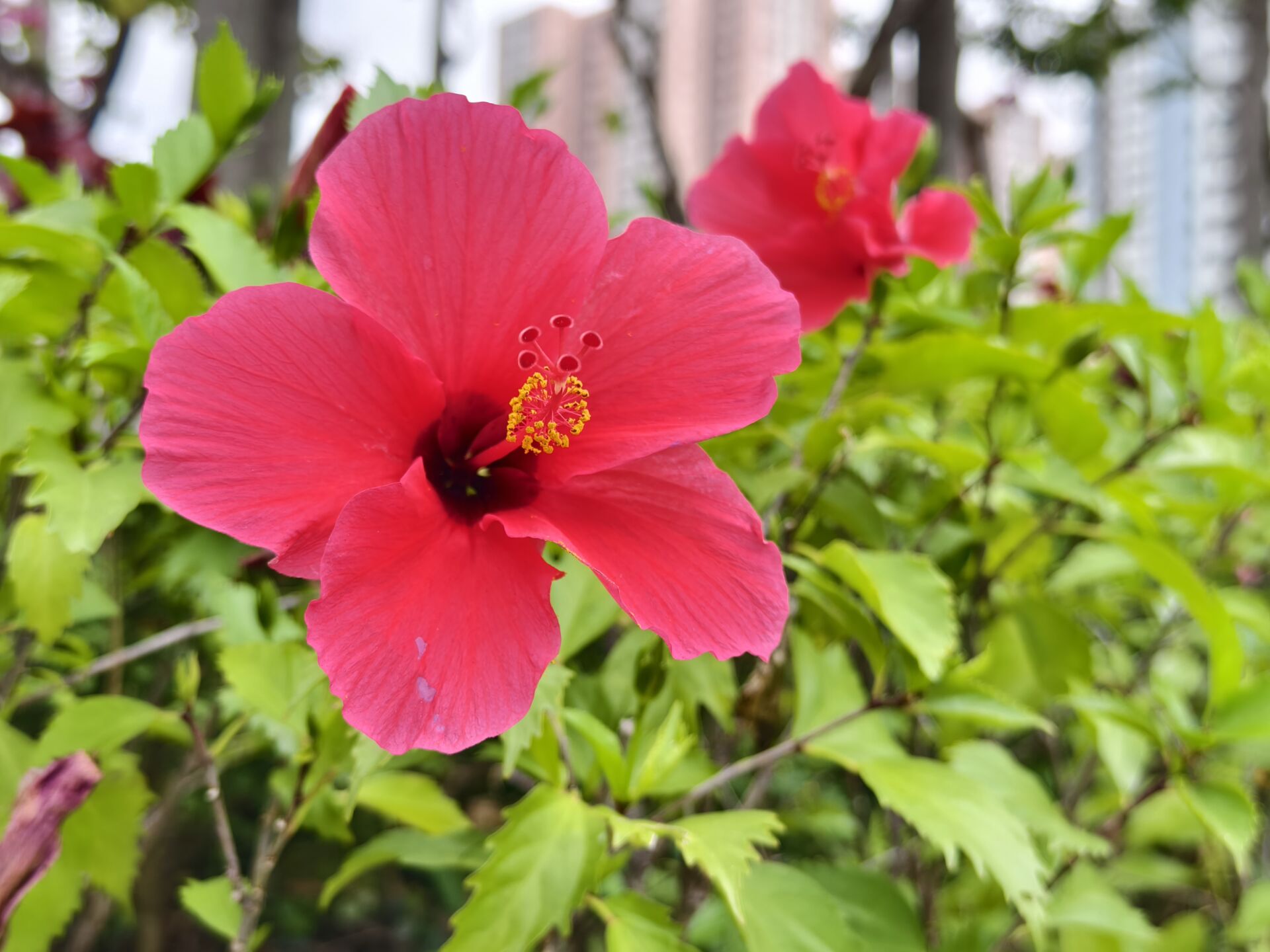https://www.fa.gov.hk/朱槿(扶桑、大紅花)