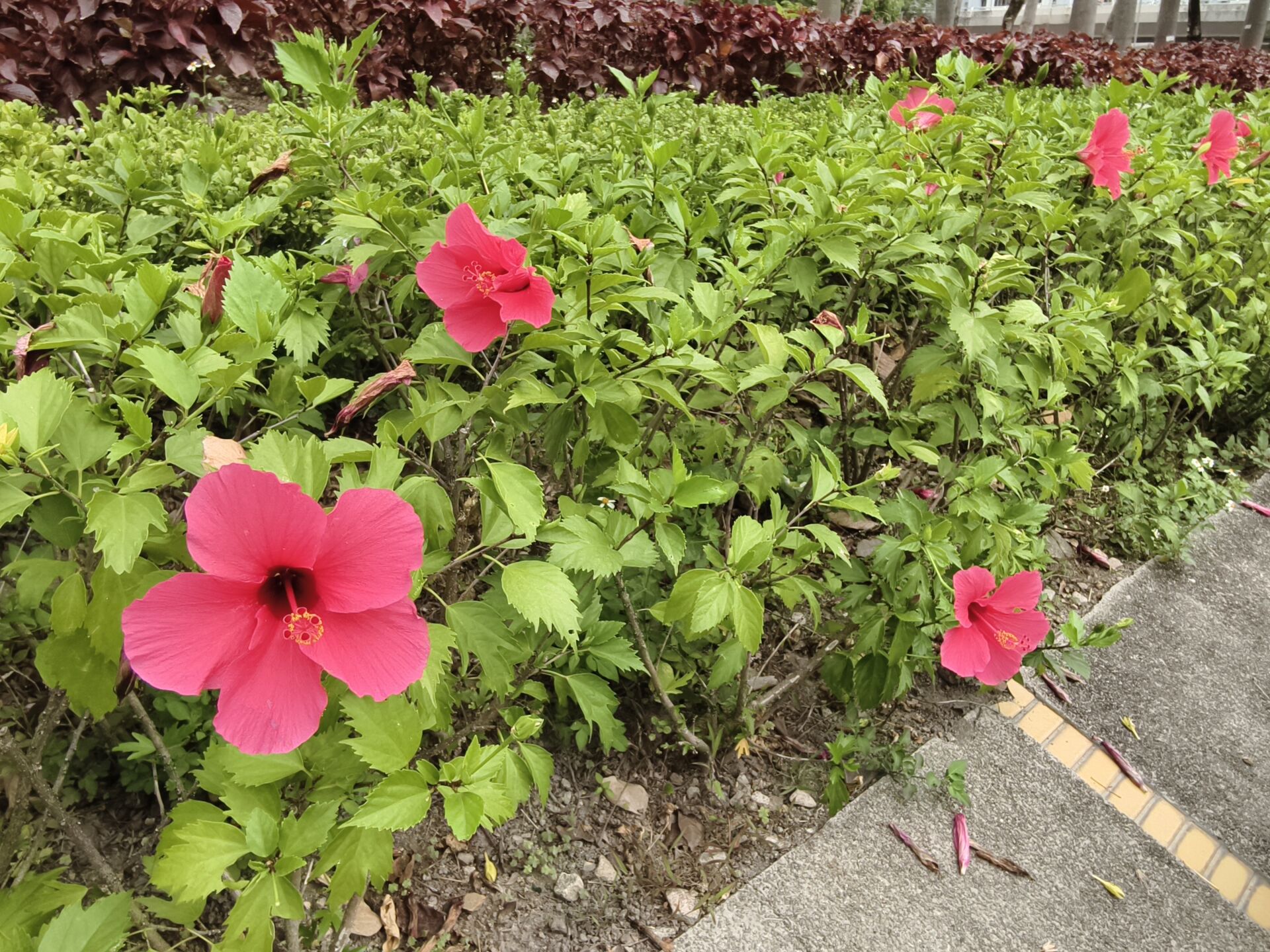 https://www.fa.gov.hk/朱槿(扶桑、大紅花)
