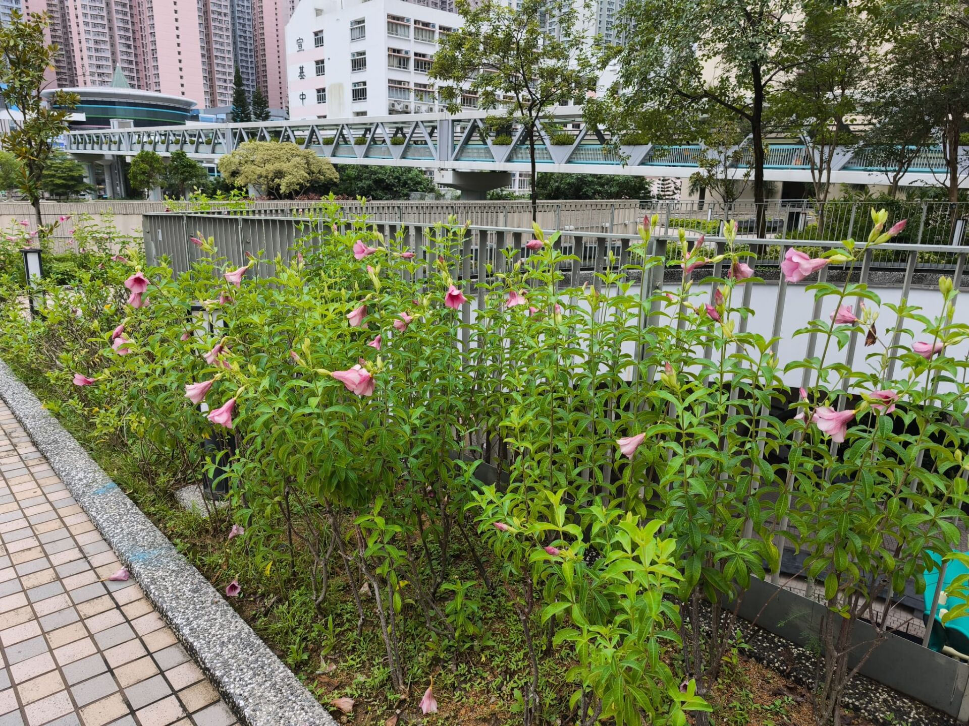 https://www.fa.gov.hk/紫蟬