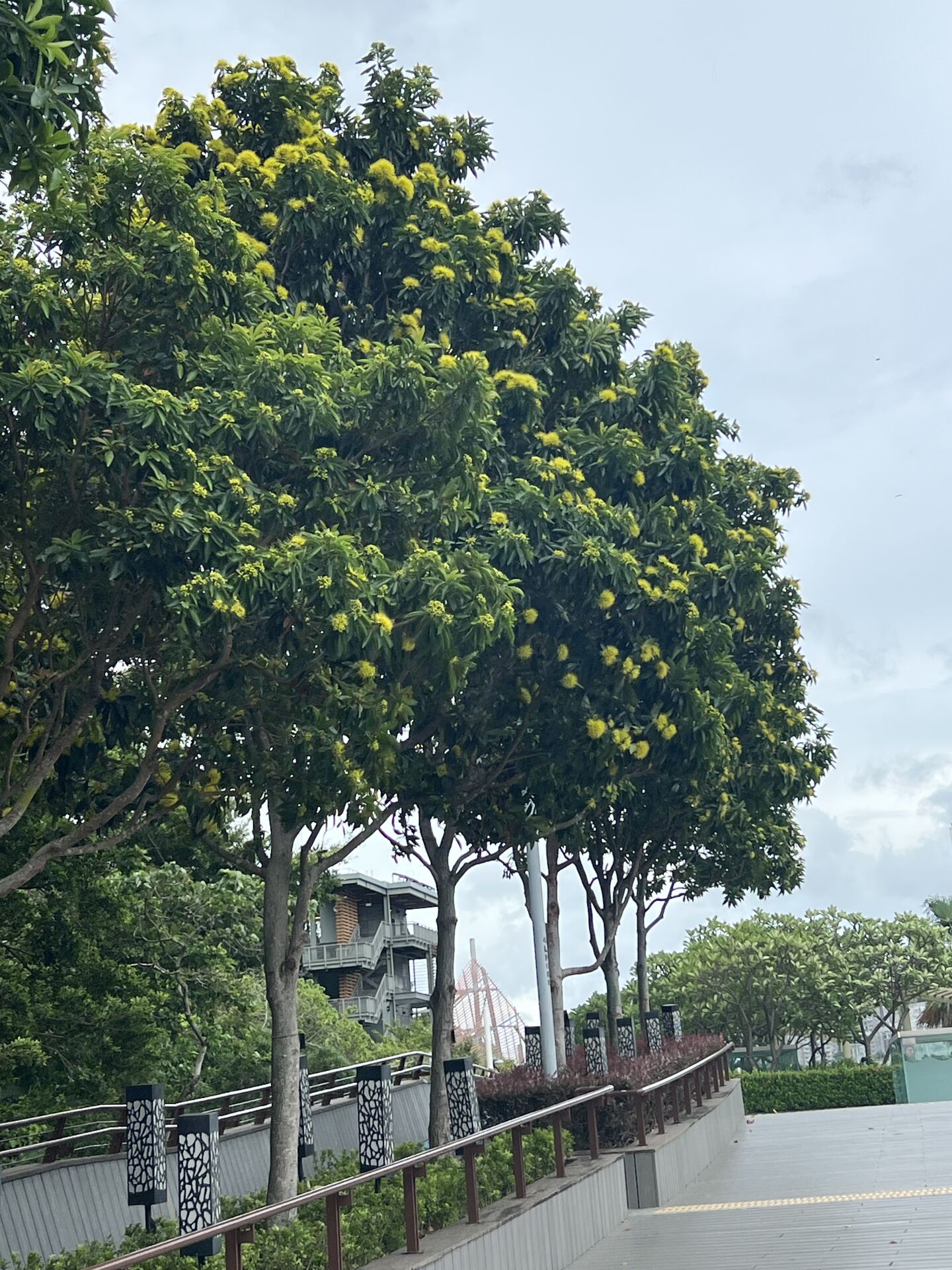 https://www.fa.gov.hk/金蒲桃