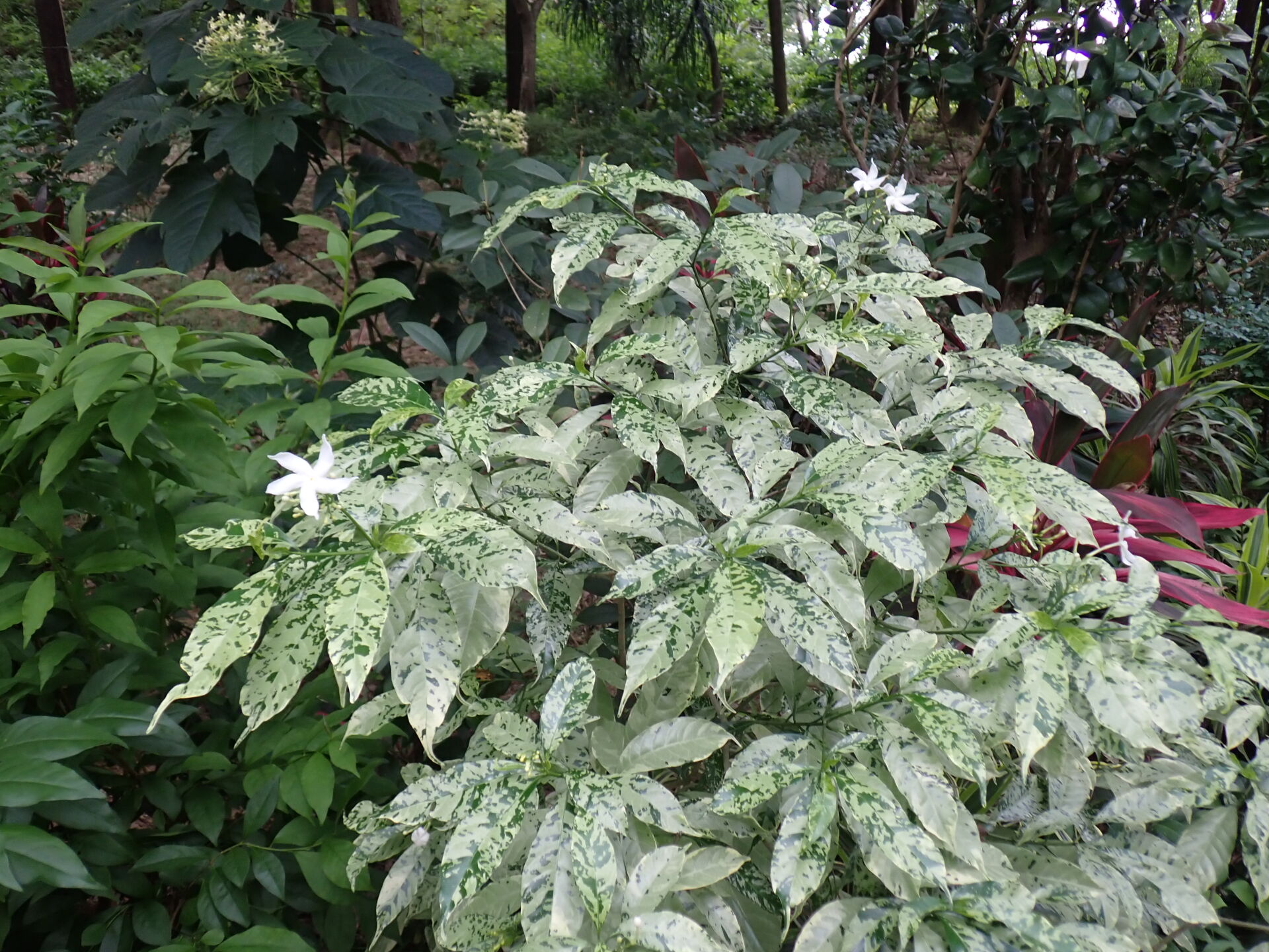 https://www.fa.gov.hk/花葉狗牙花