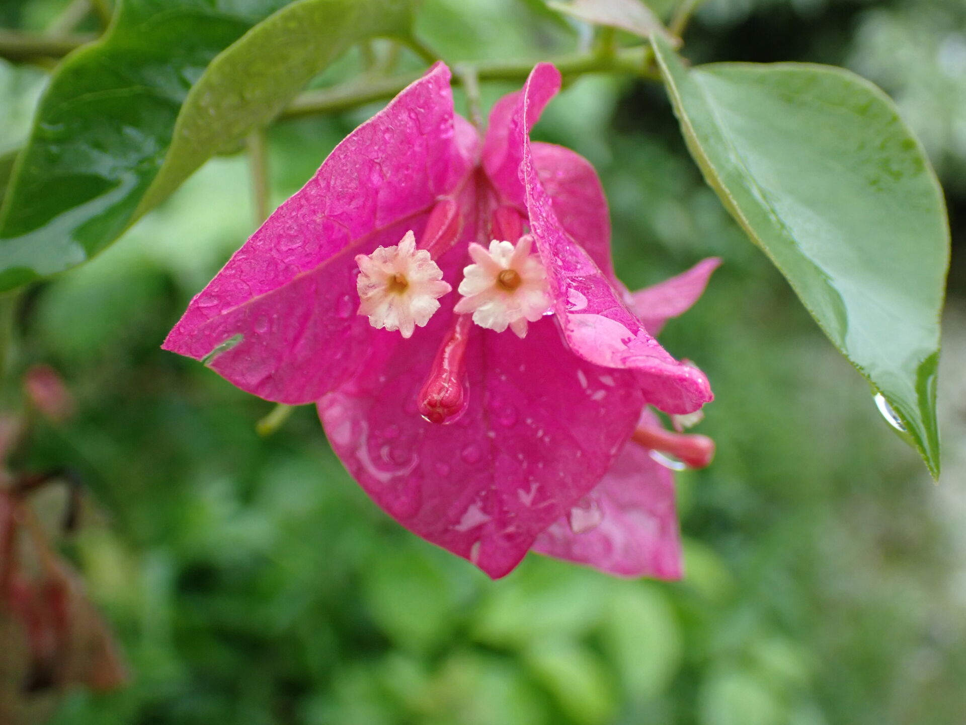 https://www.fa.gov.hk/葉子花 (簕杜鵑)