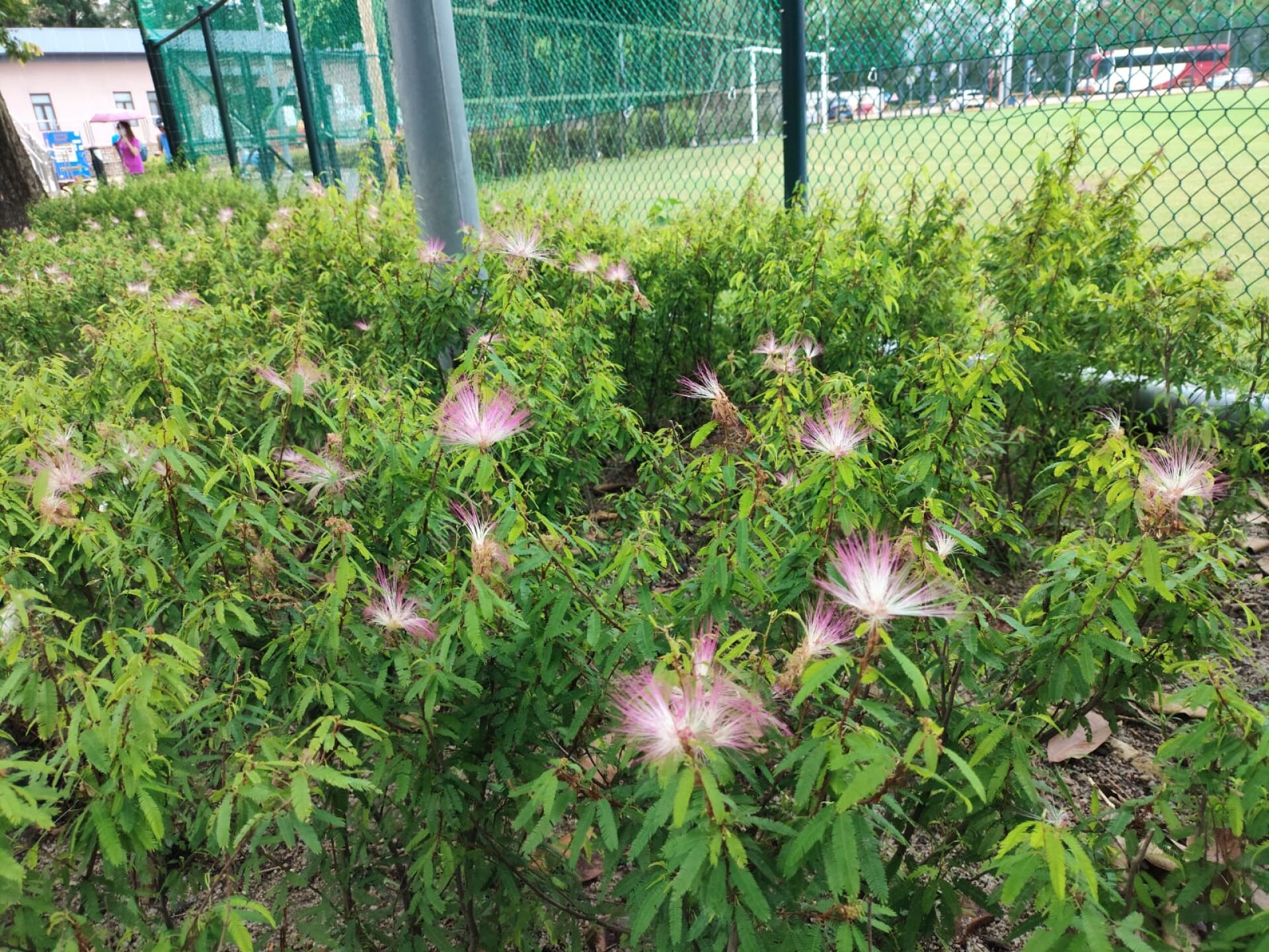 https://www.fa.gov.hk/細葉粉撲花