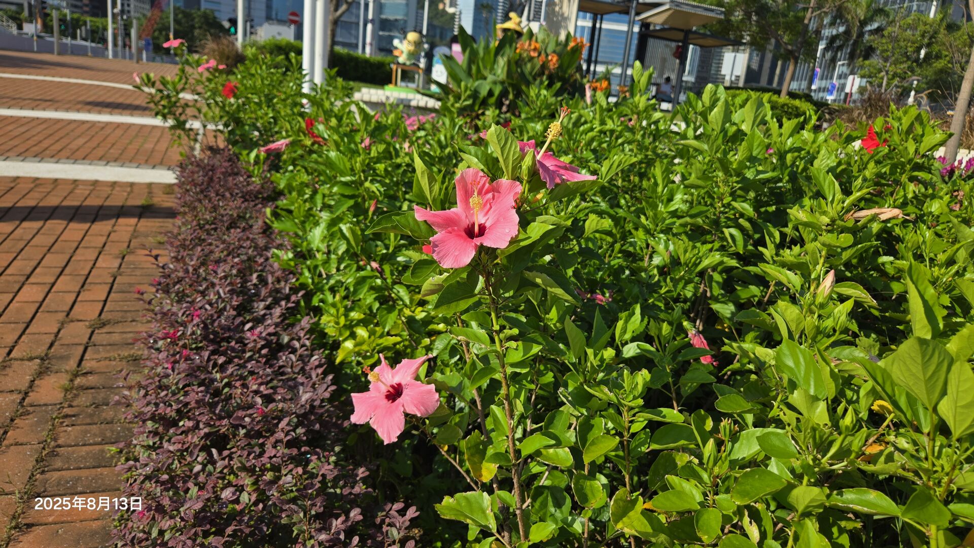 https://www.fa.gov.hk/朱槿(扶桑、大紅花)