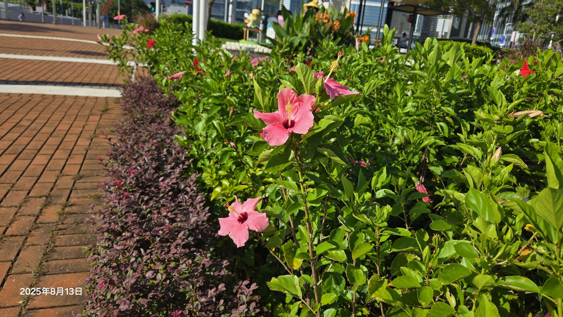 https://www.fa.gov.hk/朱槿(扶桑、大紅花)