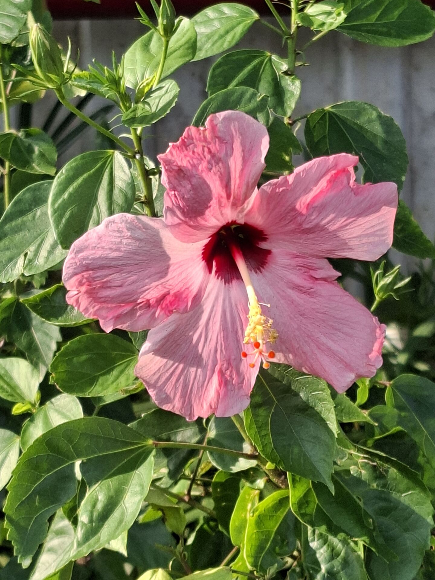 https://www.fa.gov.hk/朱槿(扶桑、大紅花)