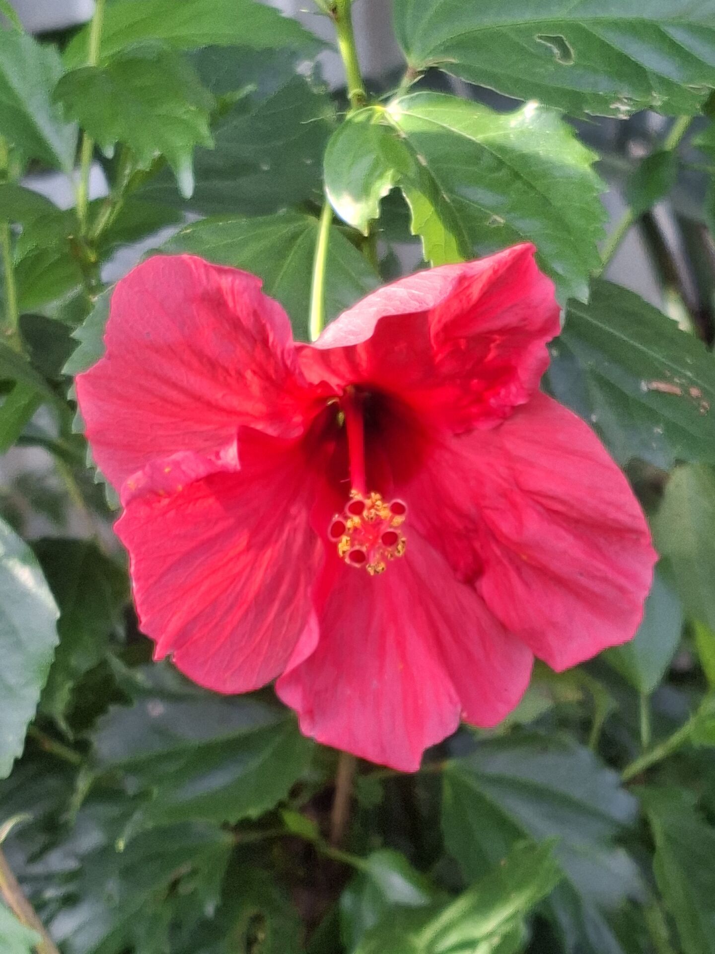https://www.fa.gov.hk/朱槿(扶桑、大紅花)