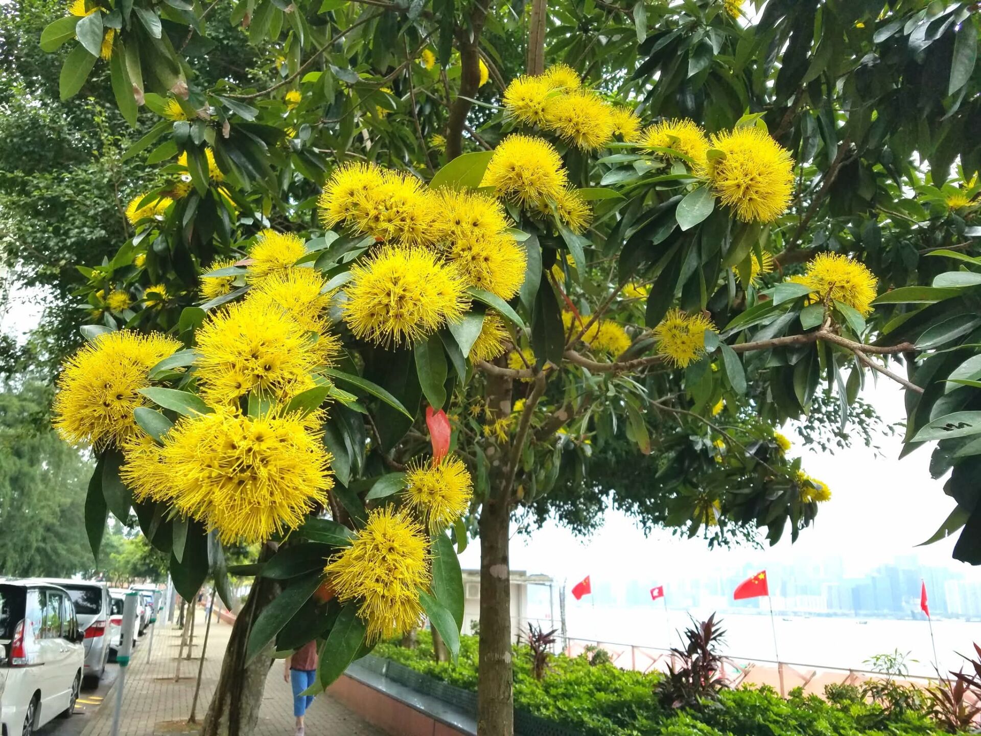 https://www.fa.gov.hk/金蒲桃