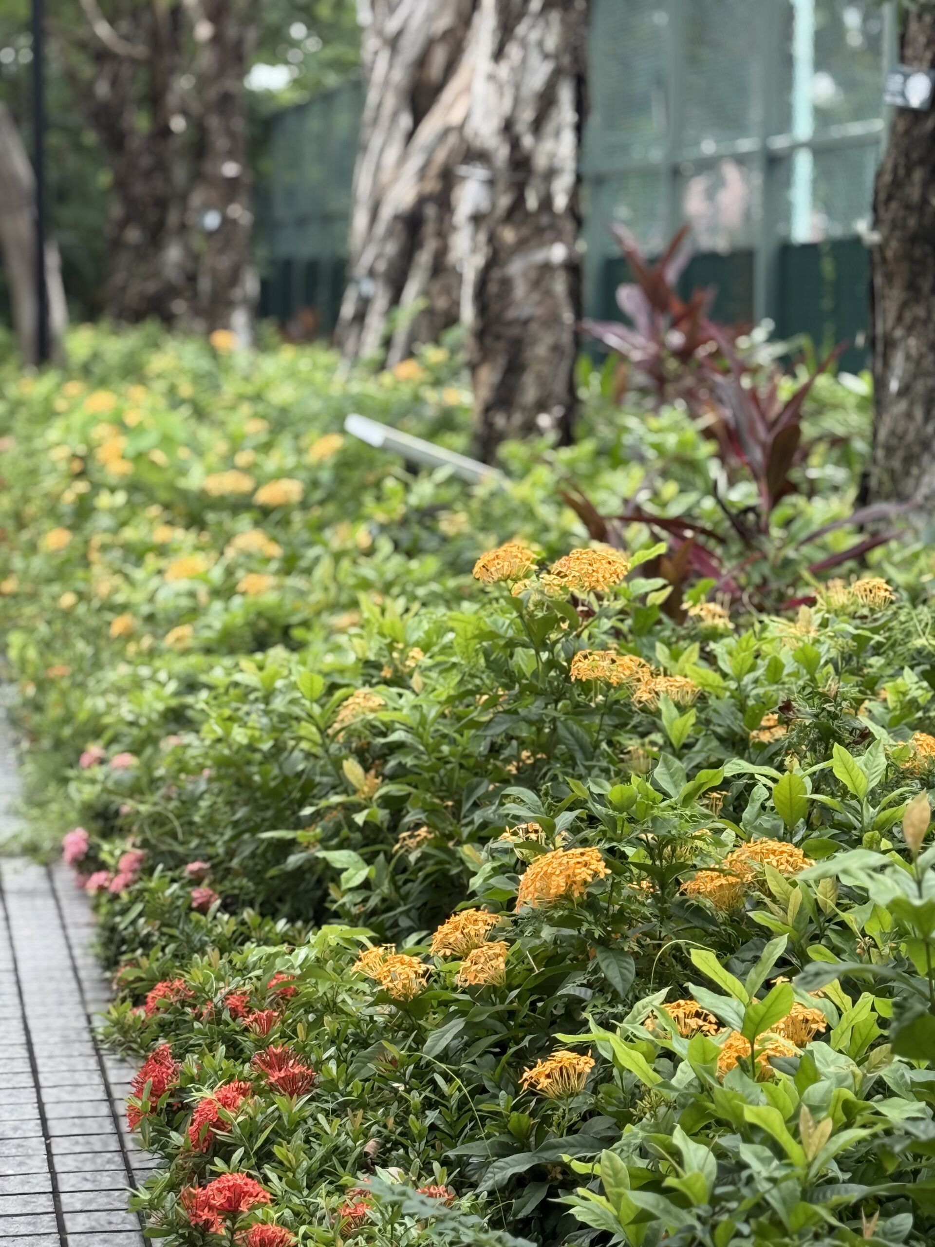 https://www.fa.gov.hk/龍船花