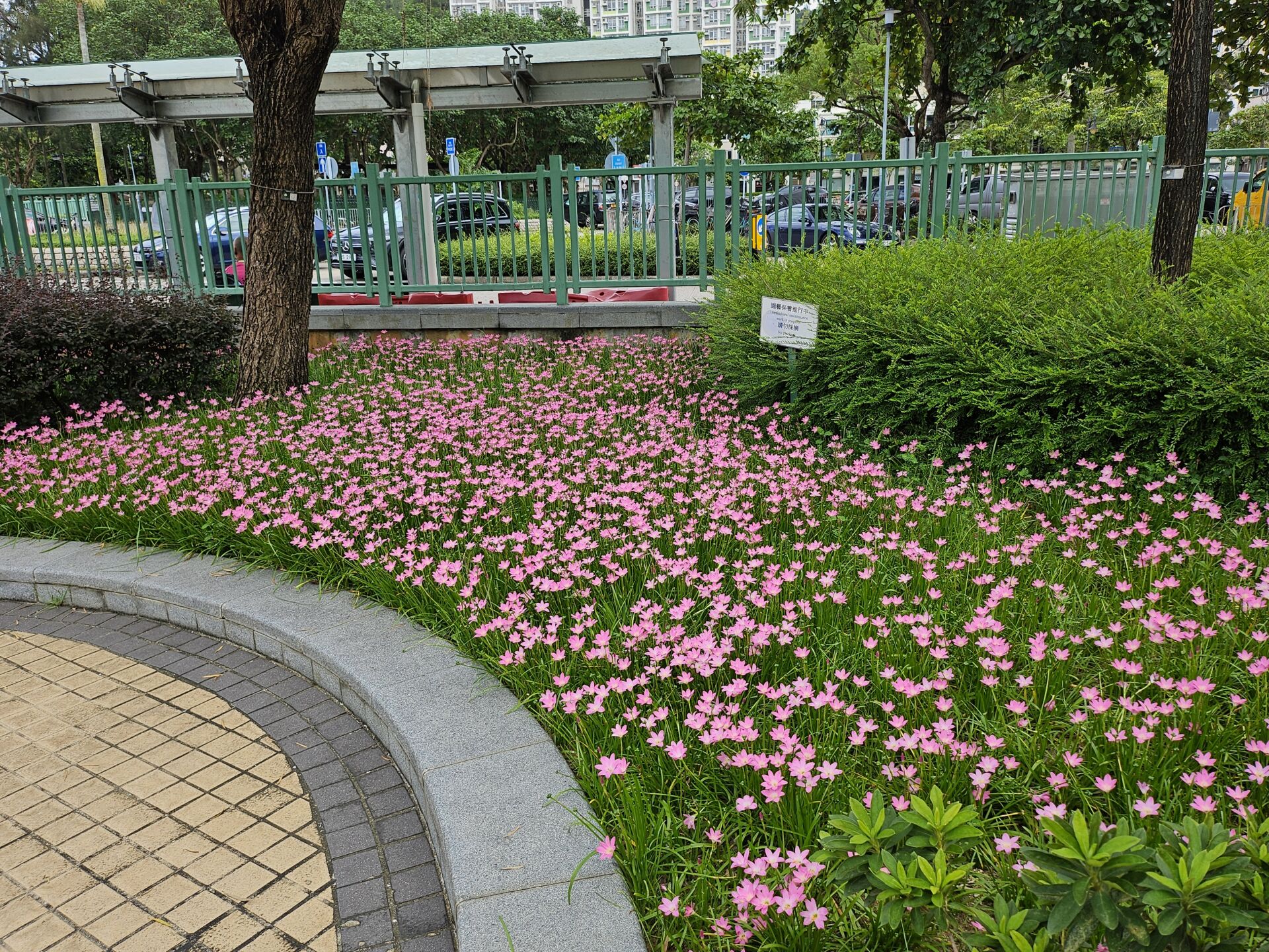 https://www.fa.gov.hk/風雨蘭