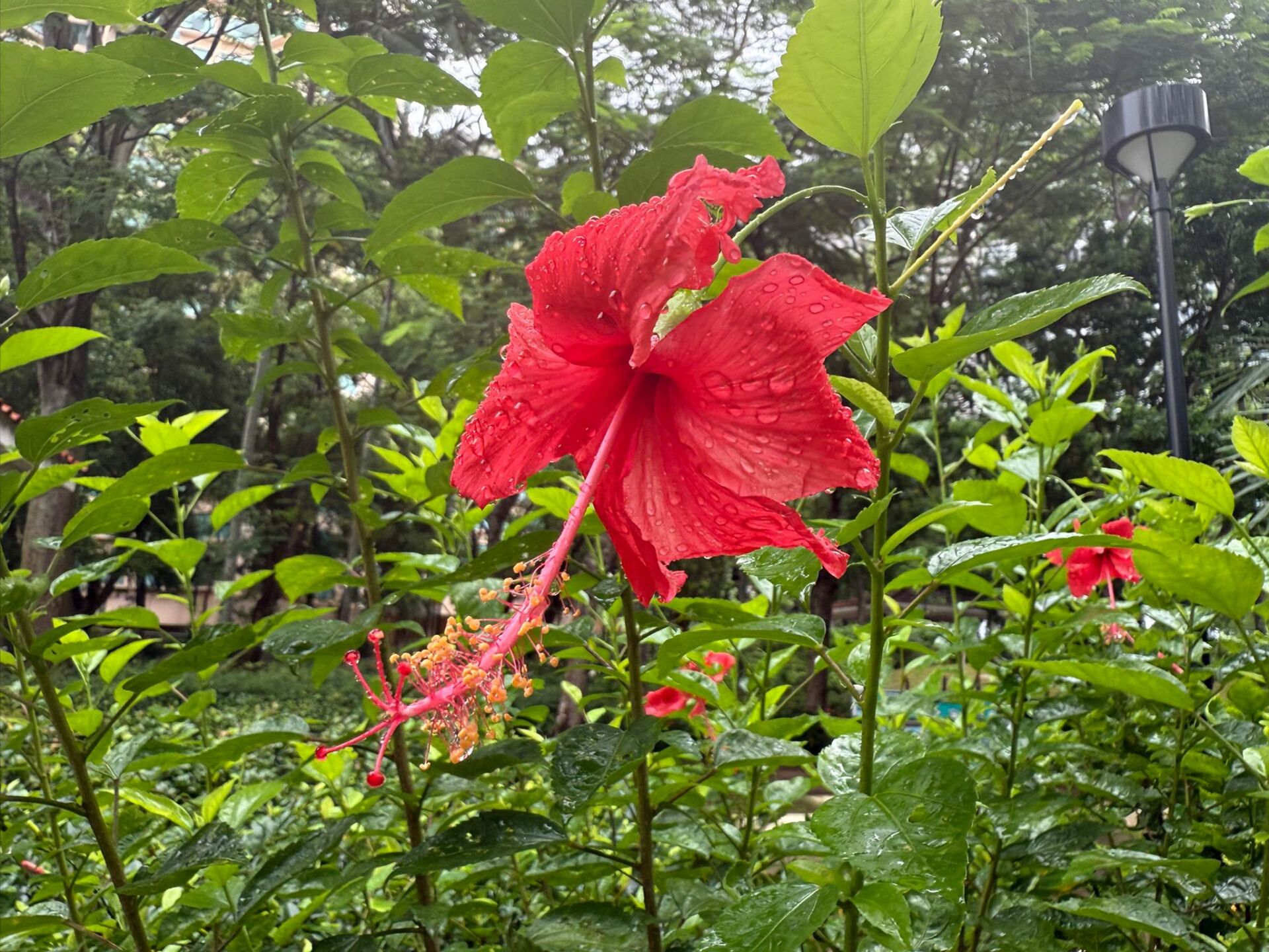 https://www.fa.gov.hk/朱槿(扶桑、大紅花)