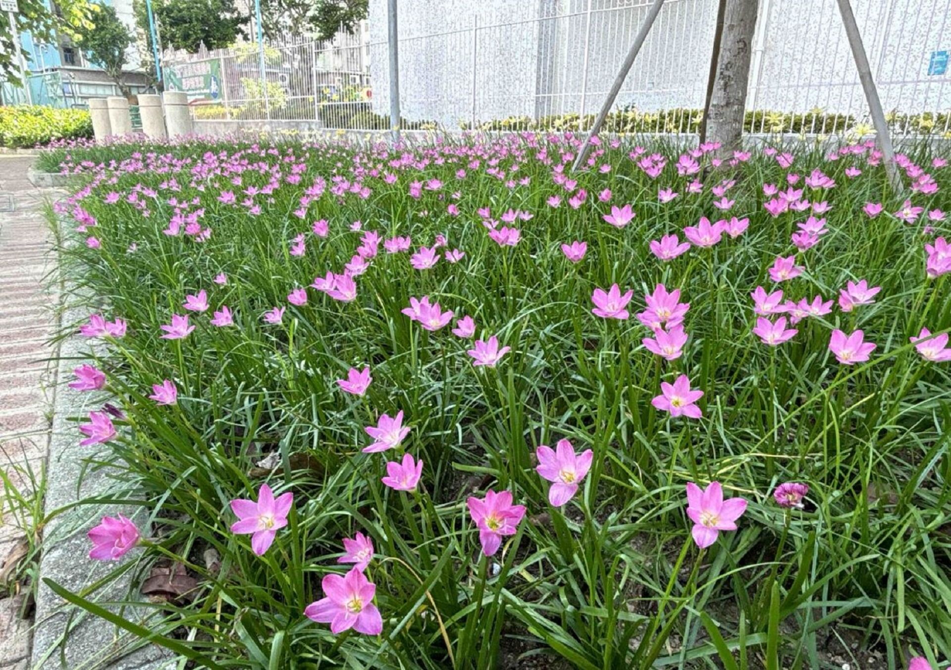https://www.fa.gov.hk/韭蓮
