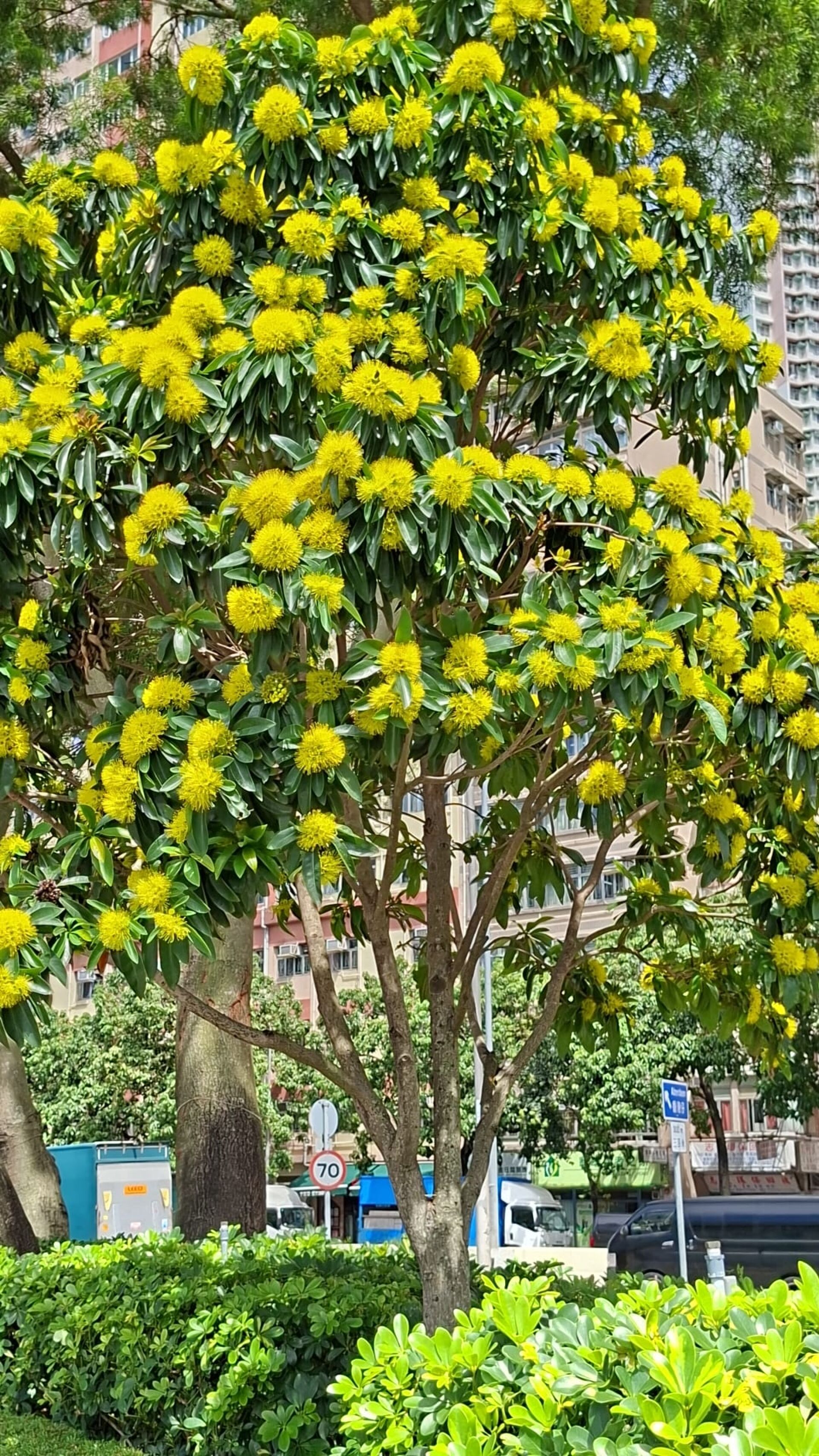 https://www.fa.gov.hk/金蒲桃