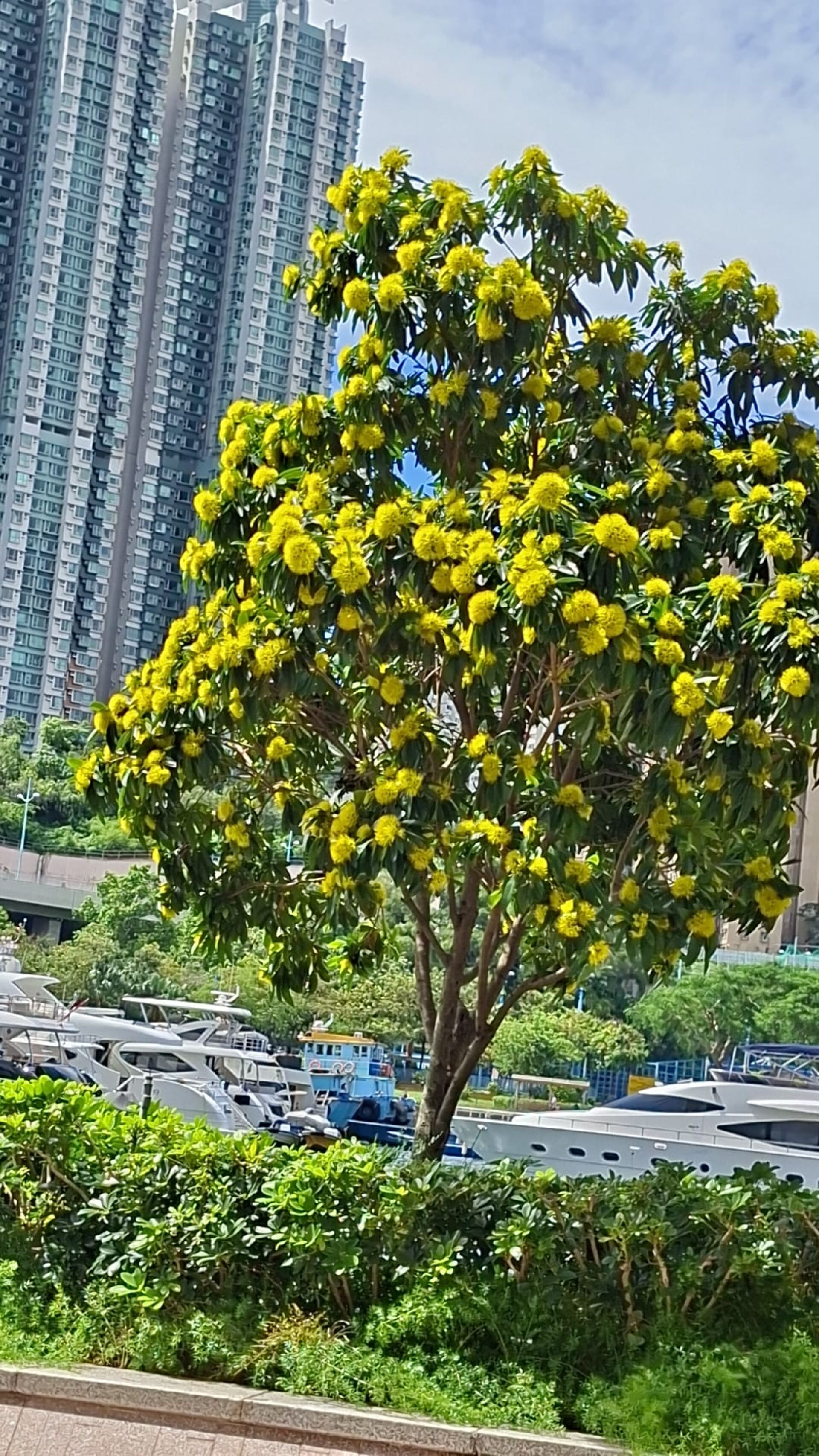 https://www.fa.gov.hk/金蒲桃
