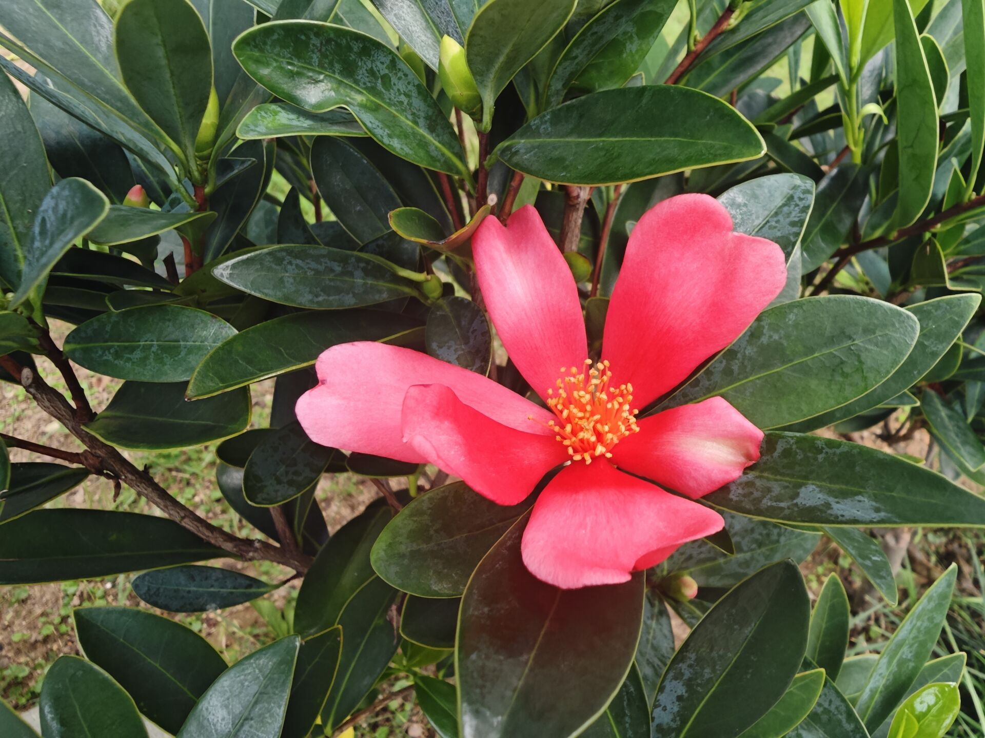 https://www.fa.gov.hk/杜鵑紅山茶