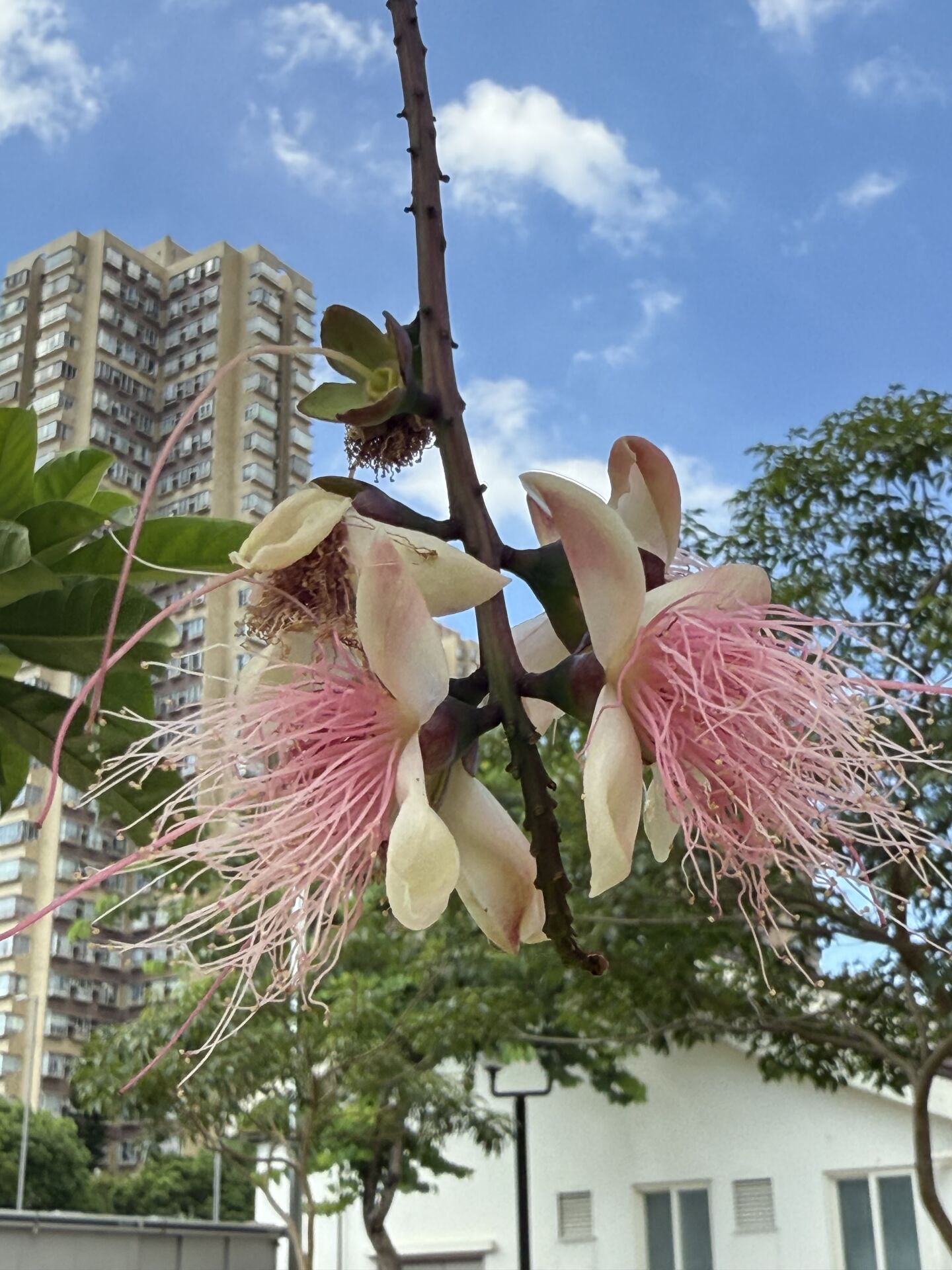 https://www.fa.gov.hk/穗花旗盤腳