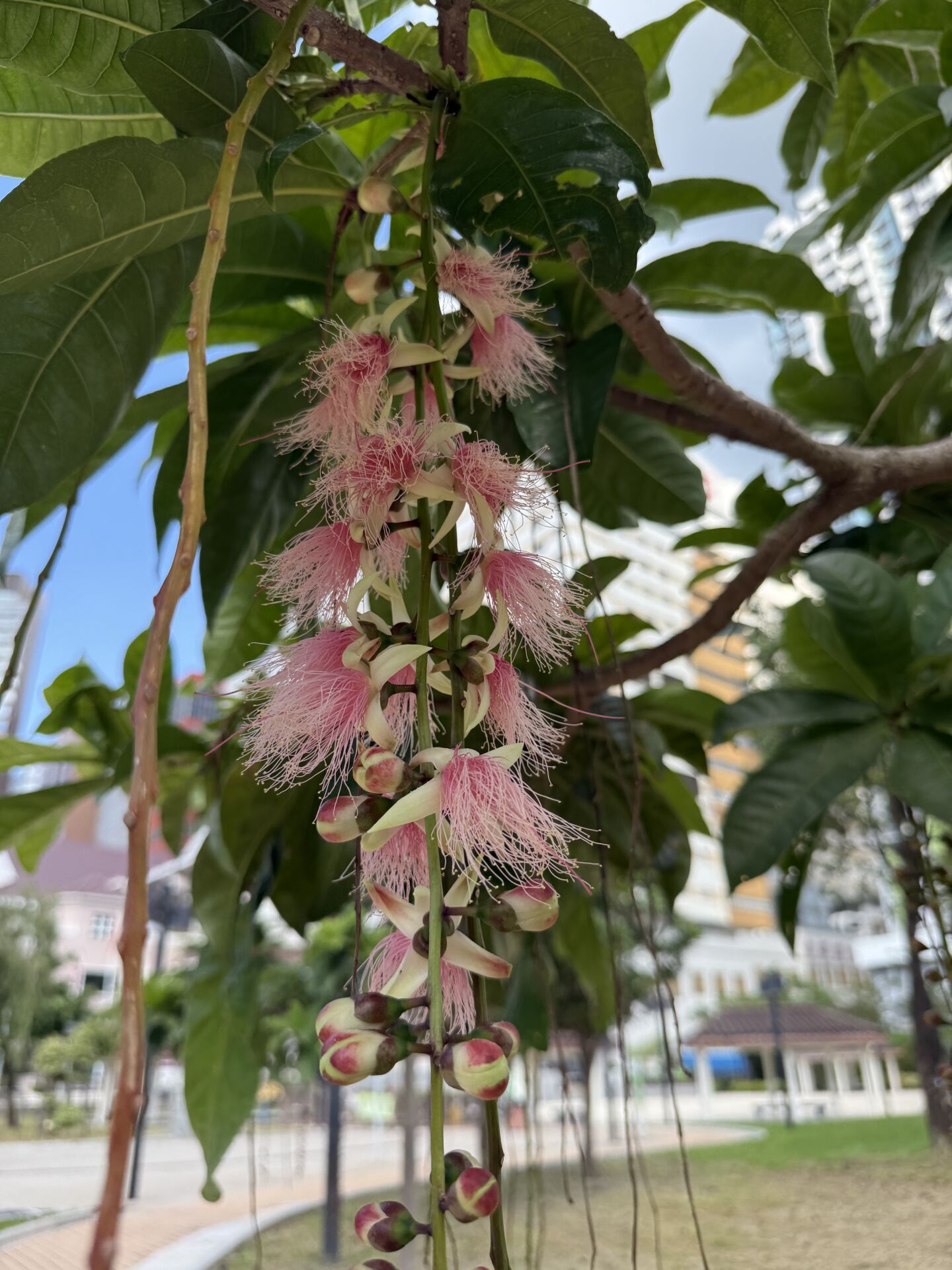 https://www.fa.gov.hk/穗花旗盤腳