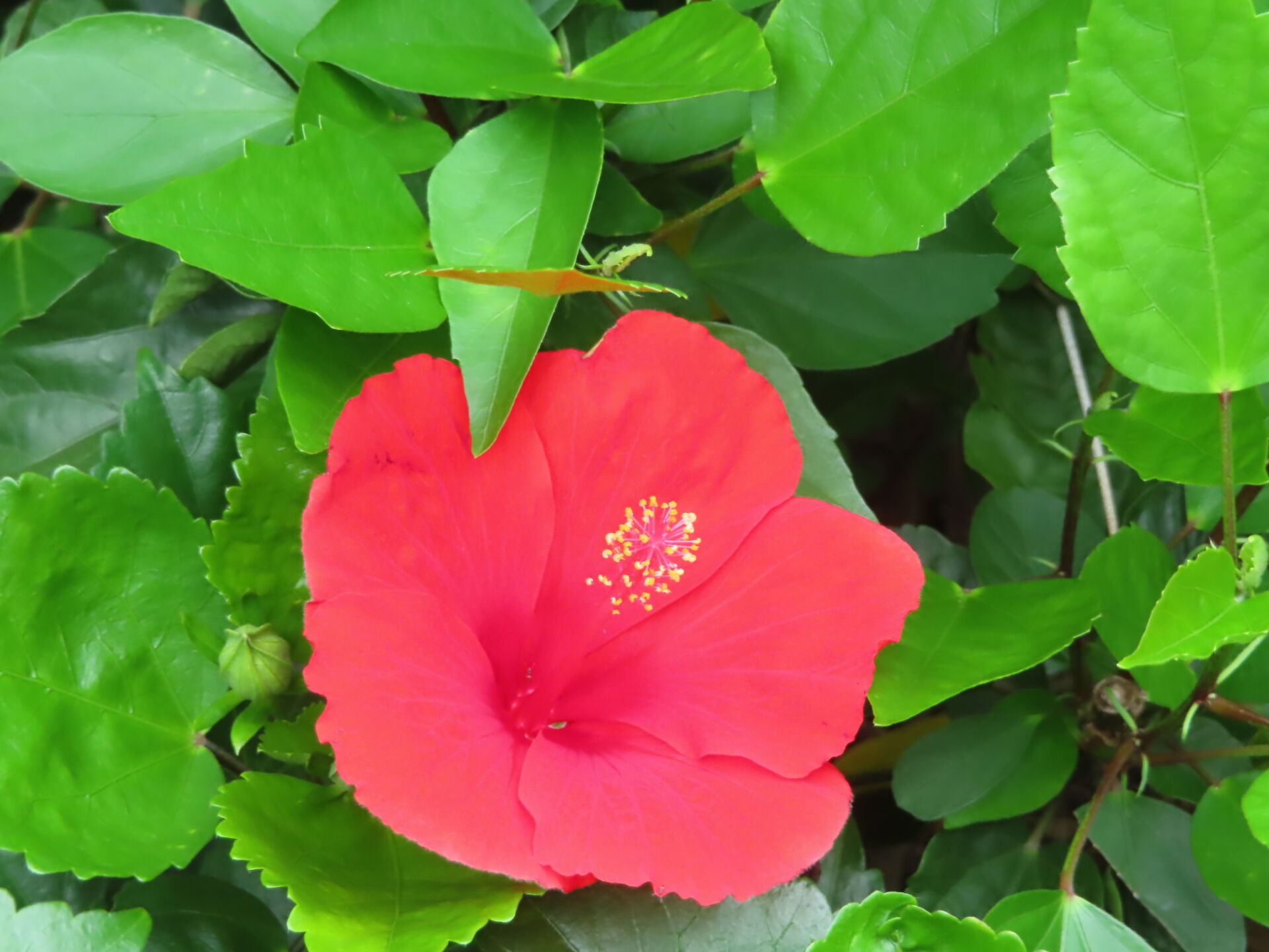 https://www.fa.gov.hk/朱槿(扶桑、大紅花)