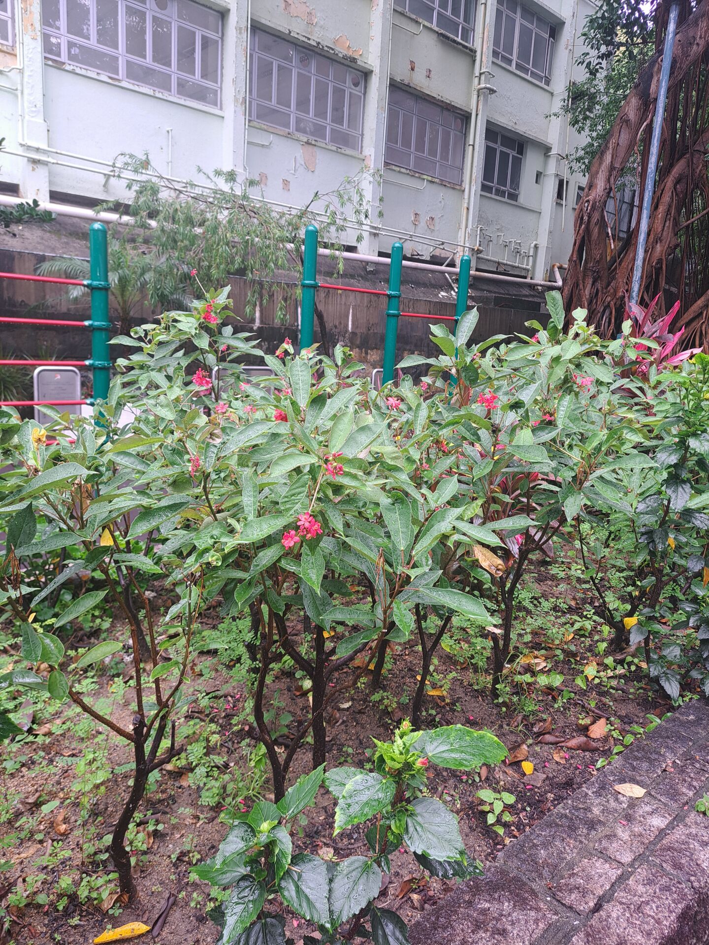 https://www.fa.gov.hk/全緣葉珊瑚