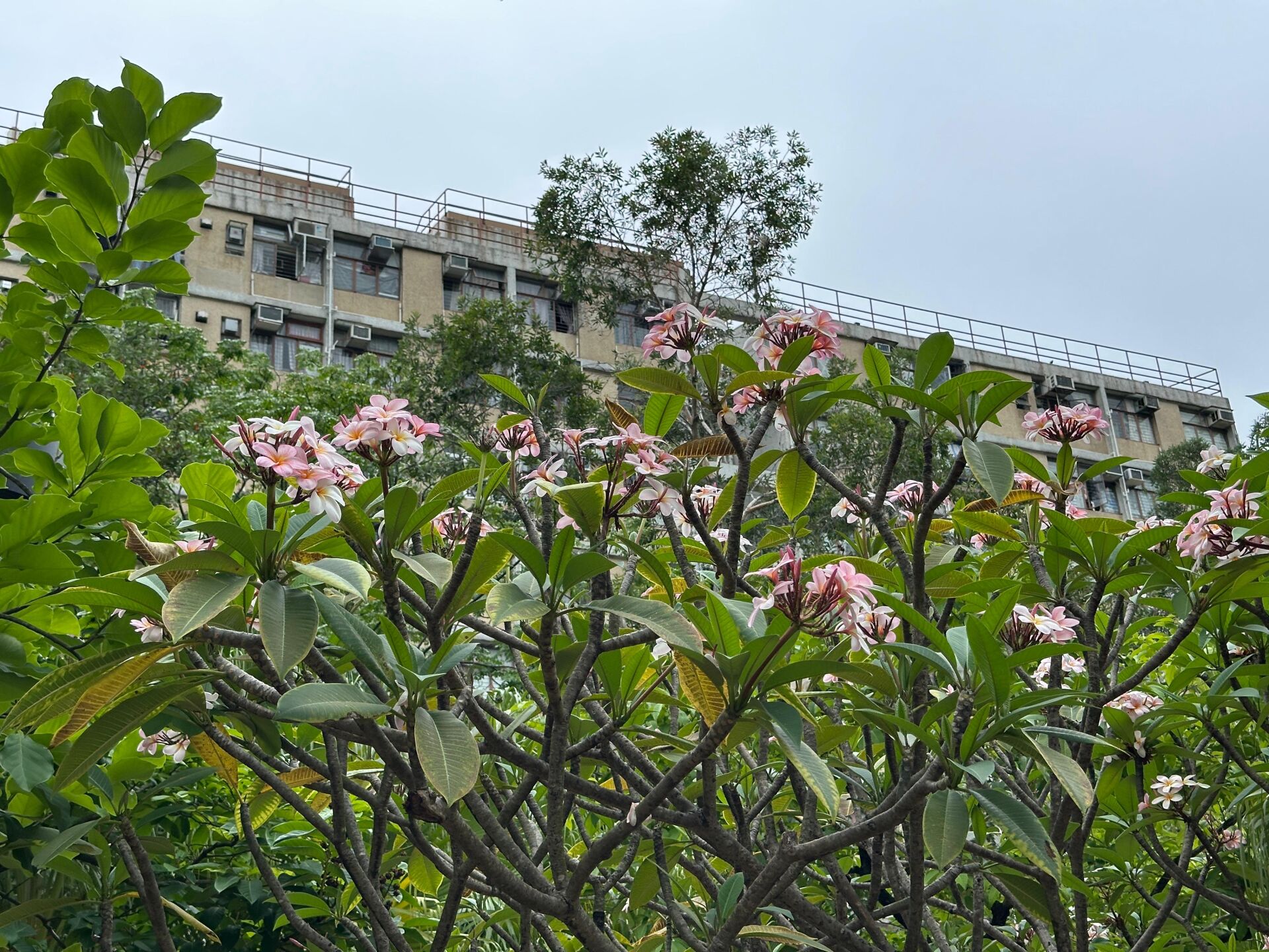 https://www.fa.gov.hk/雞蛋花