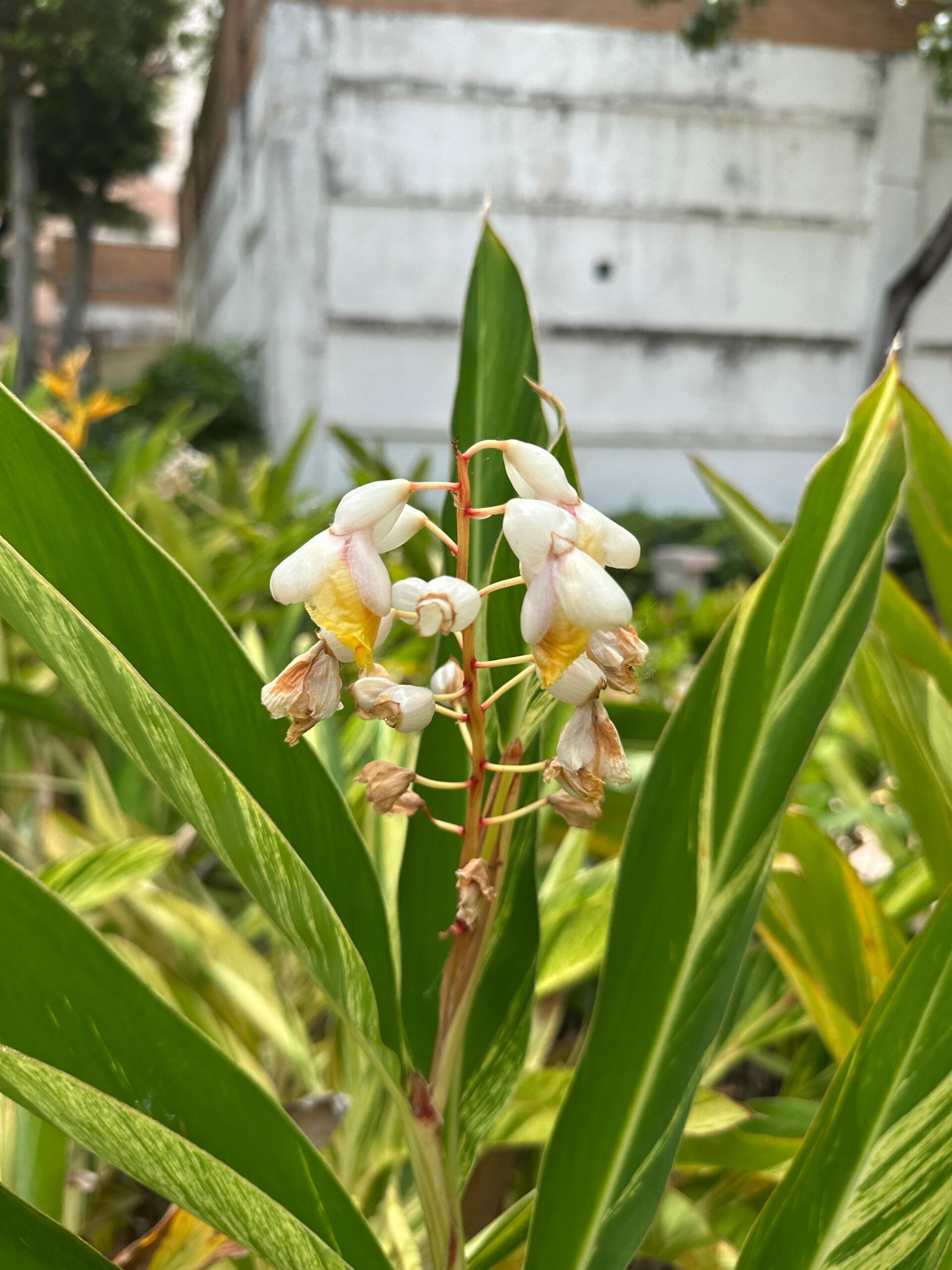 https://www.fa.gov.hk/花葉艷山薑
